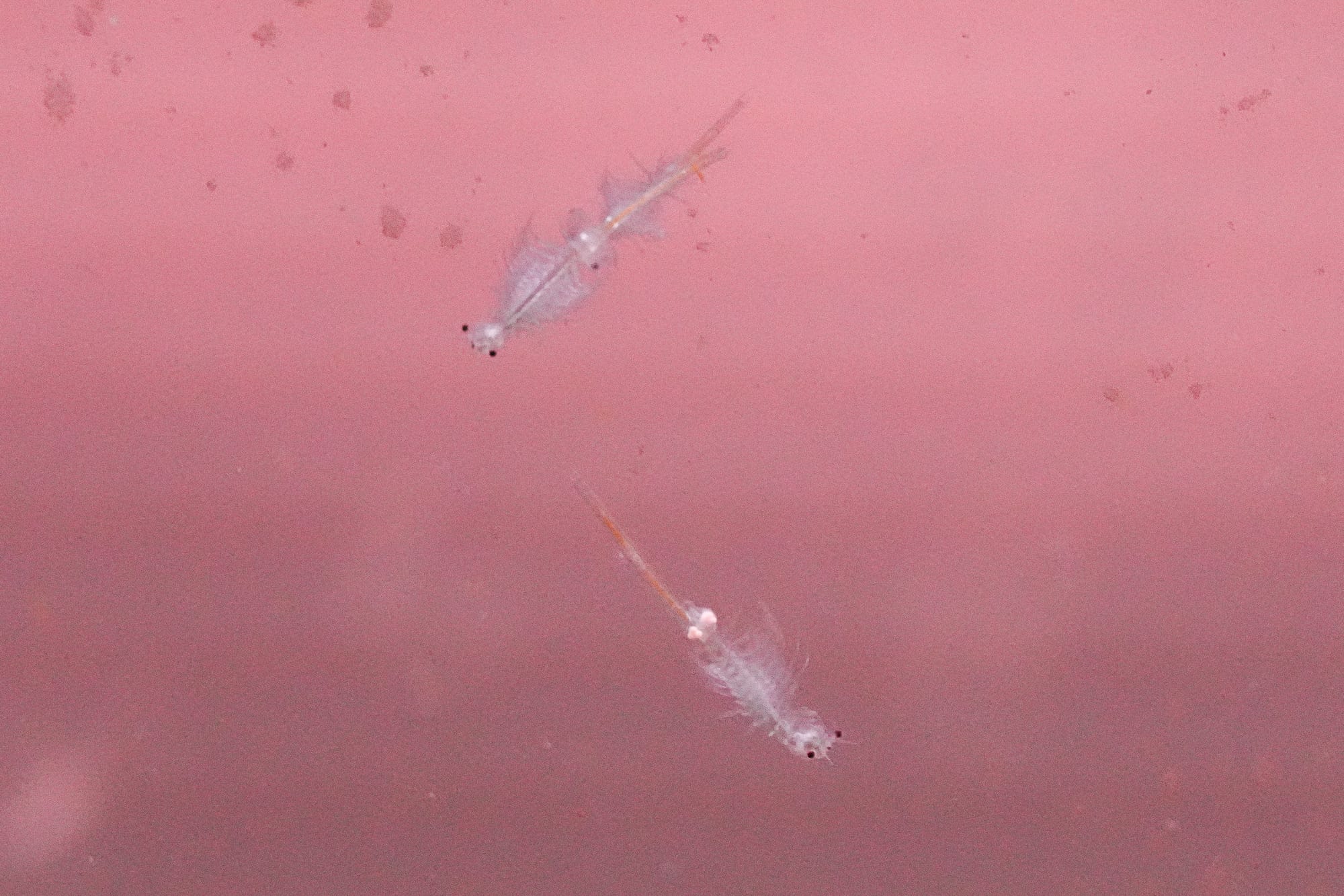 brine shrimp