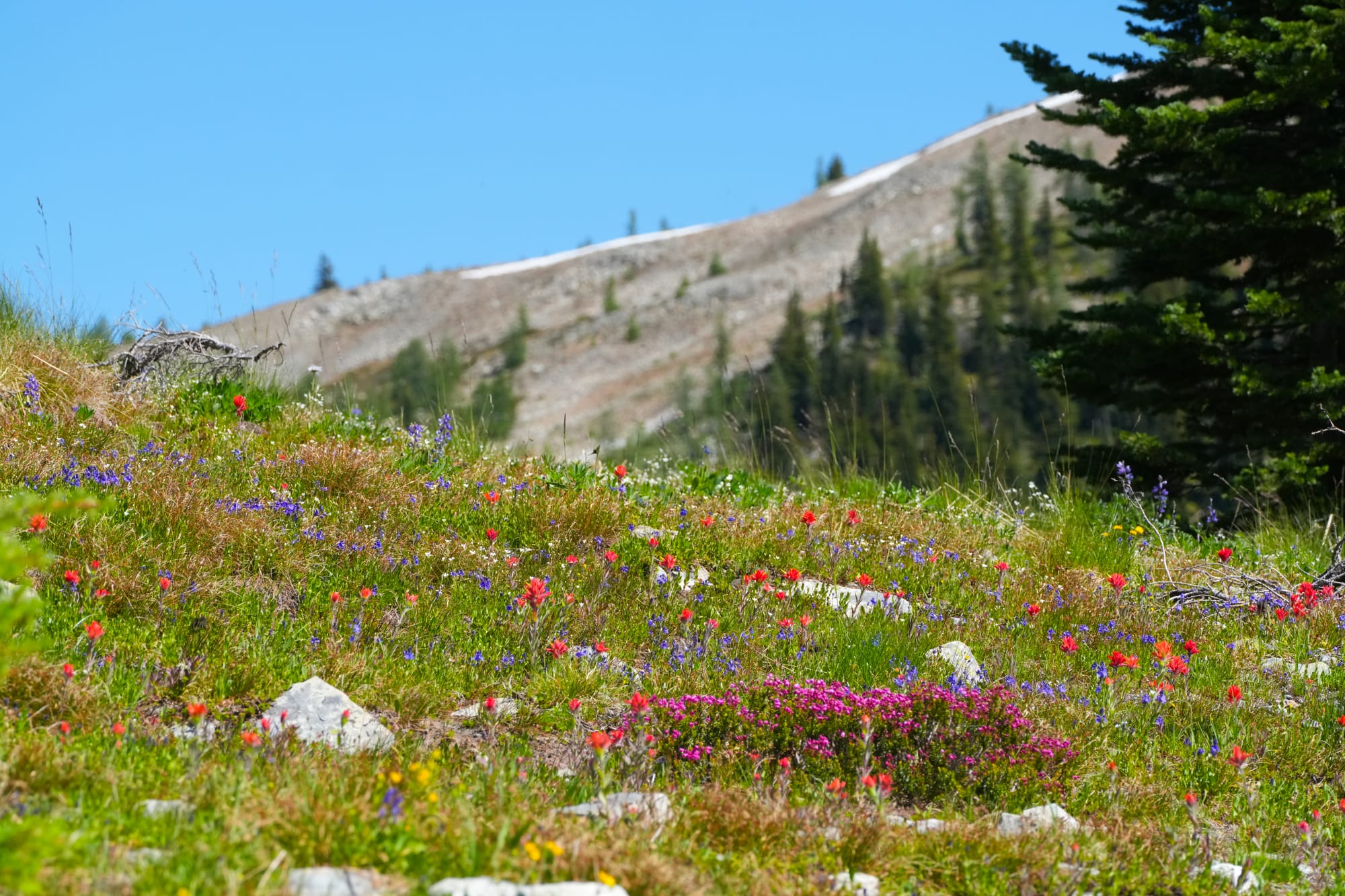 mountain meadow