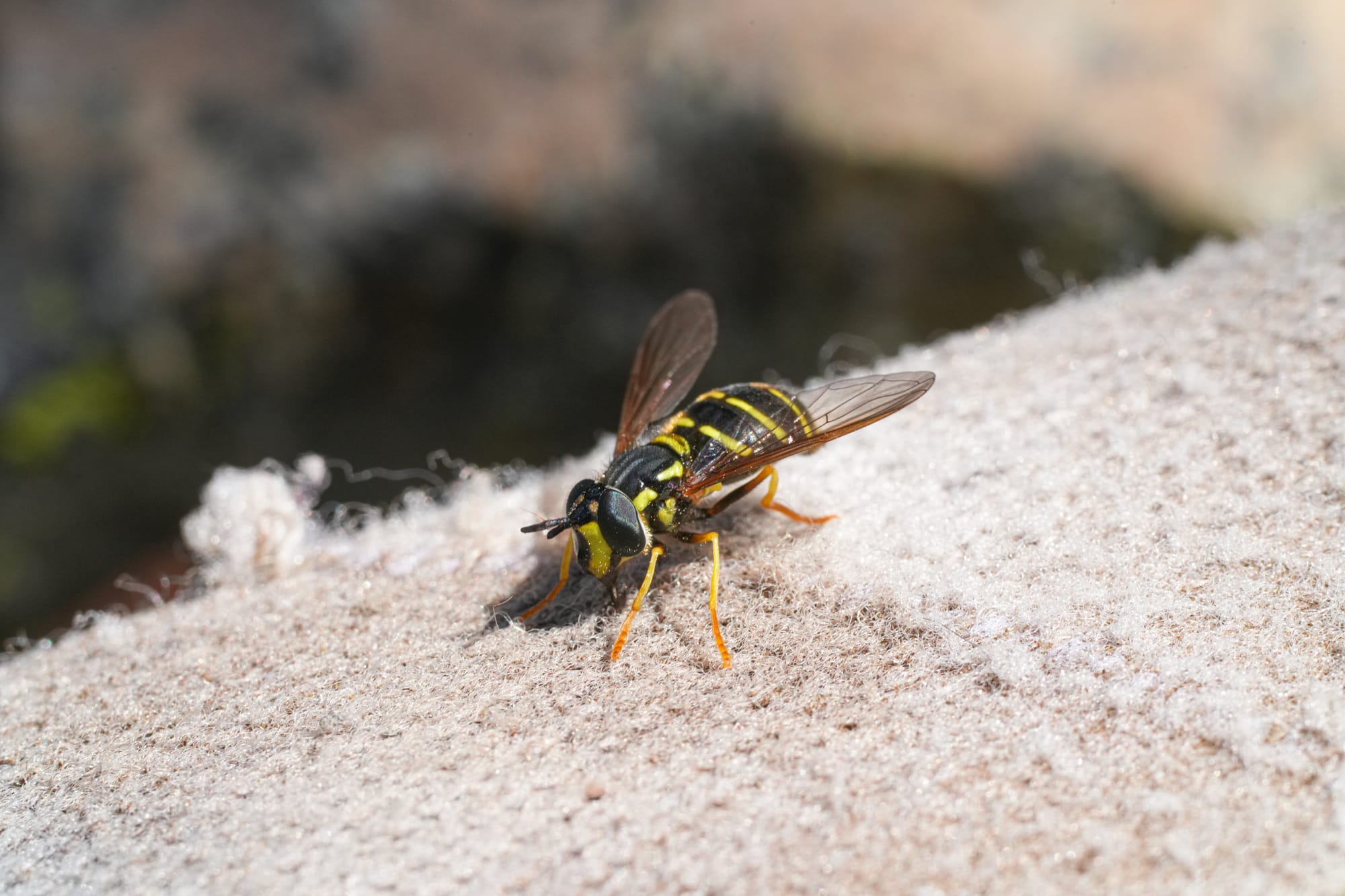 hoverfly