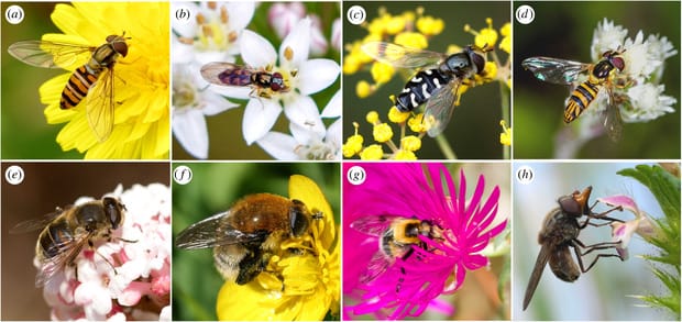 variety of hoverflies