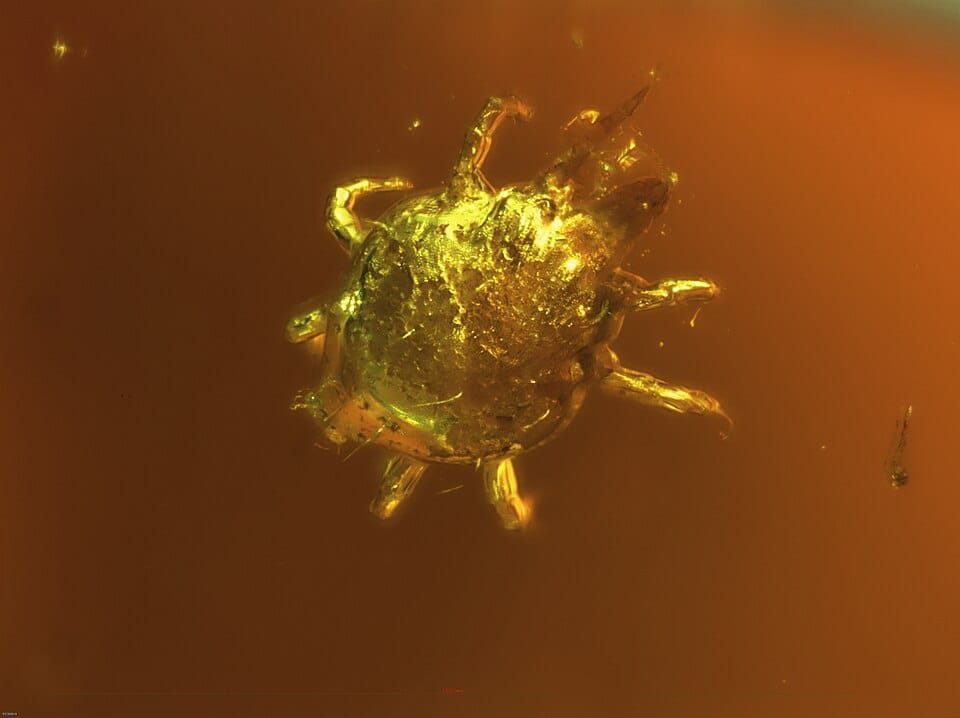 mite in amber