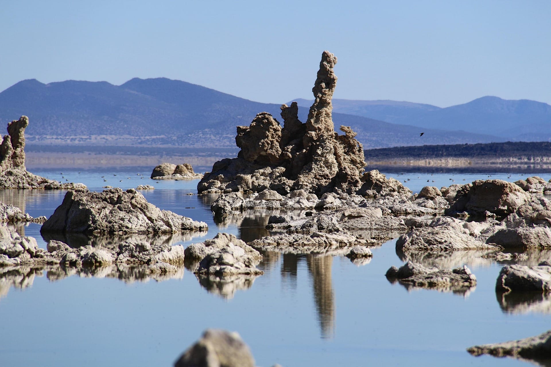 birds on Mono Lake