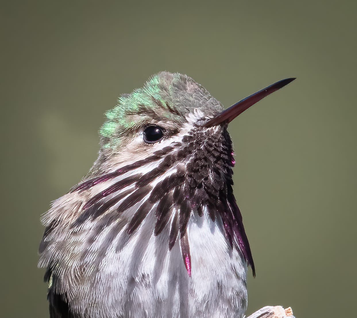 calliope hummingbird
