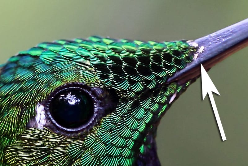 flower mites on hummingbird bill