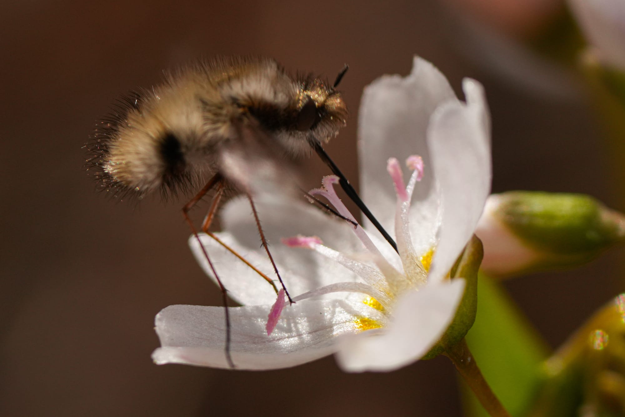 bee fly