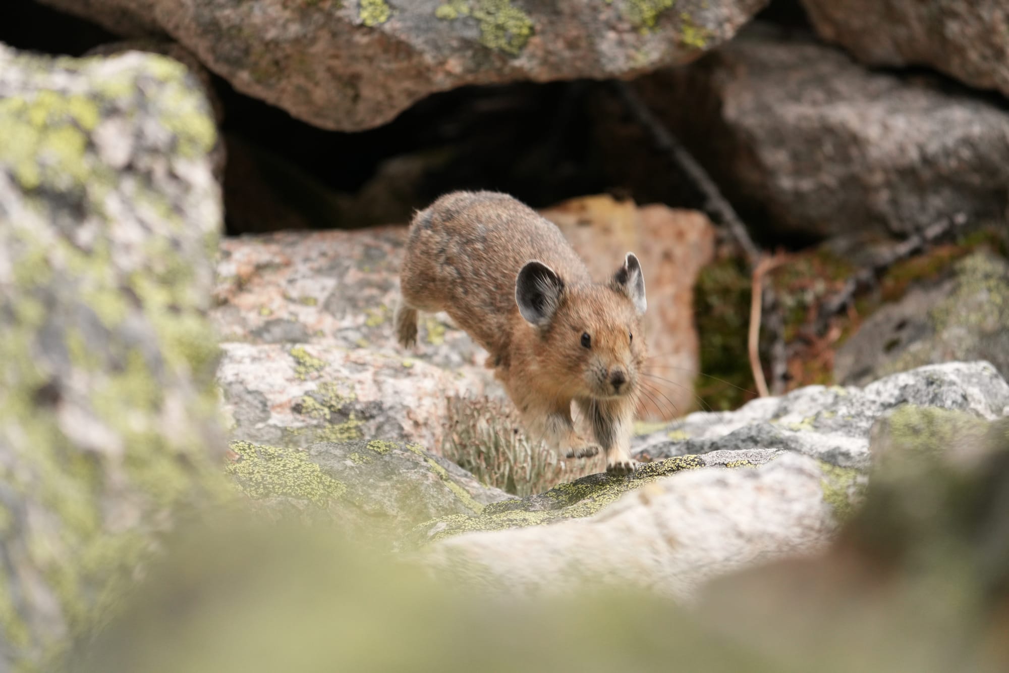 pika running