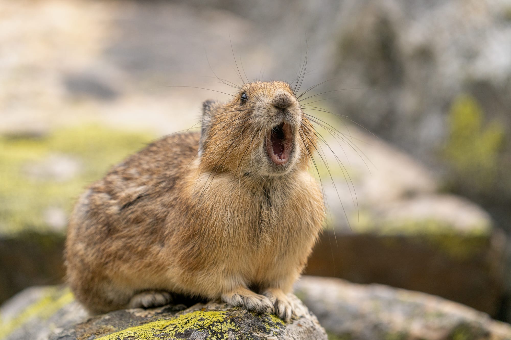 pika calling