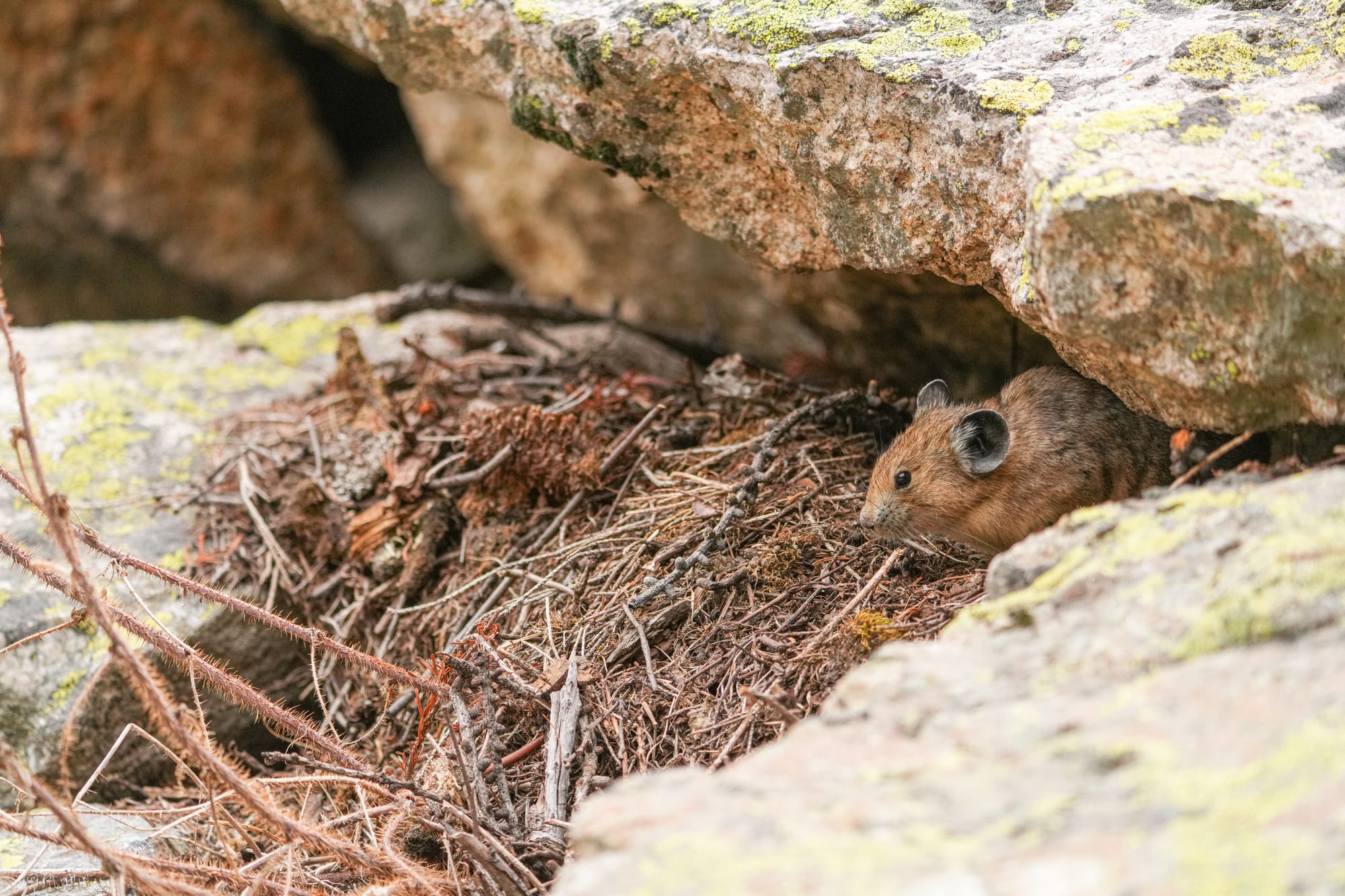 pika's haypile