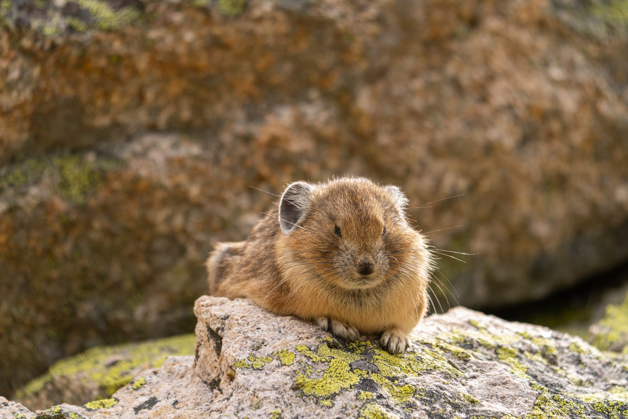 sleepy pika