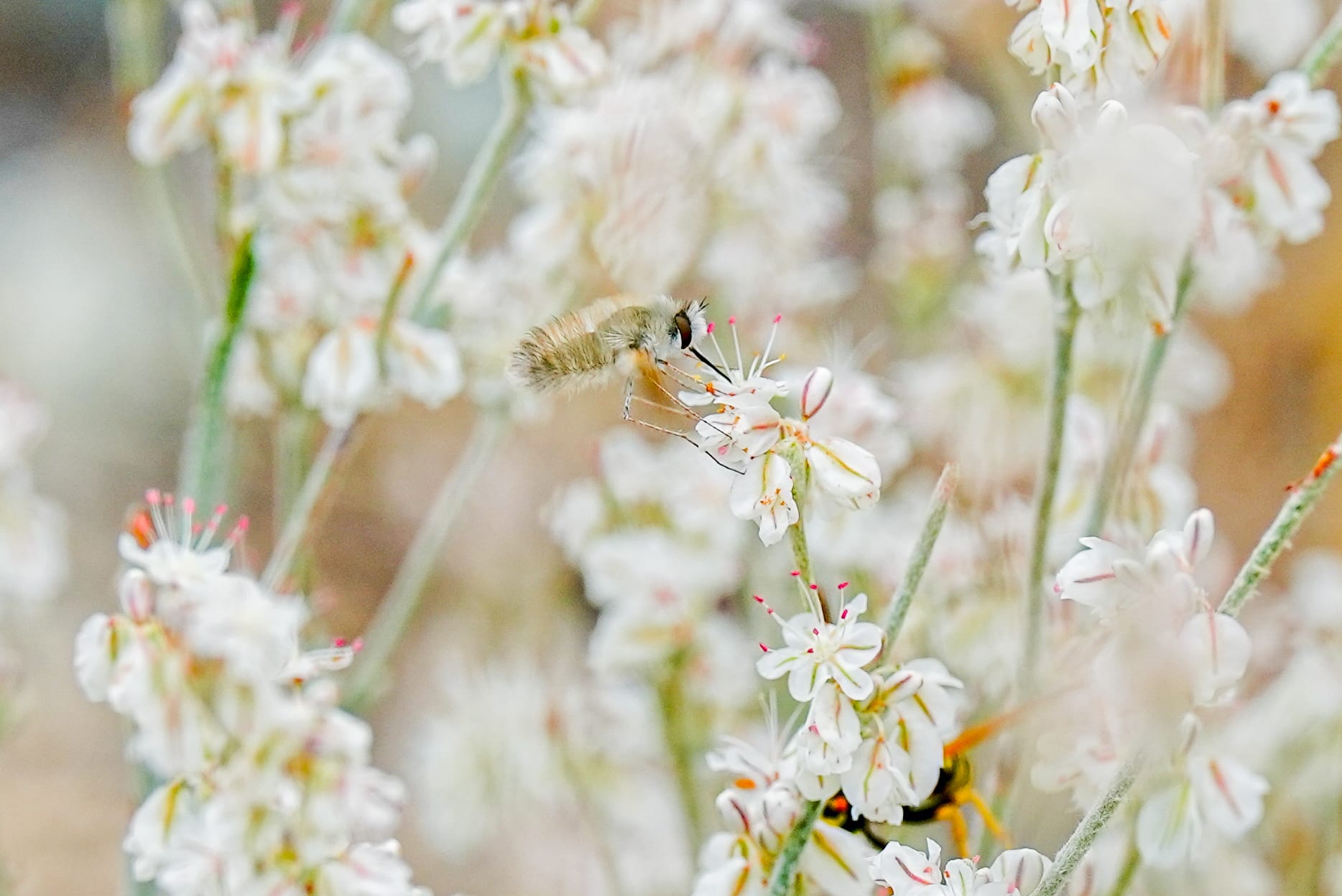 bee fly