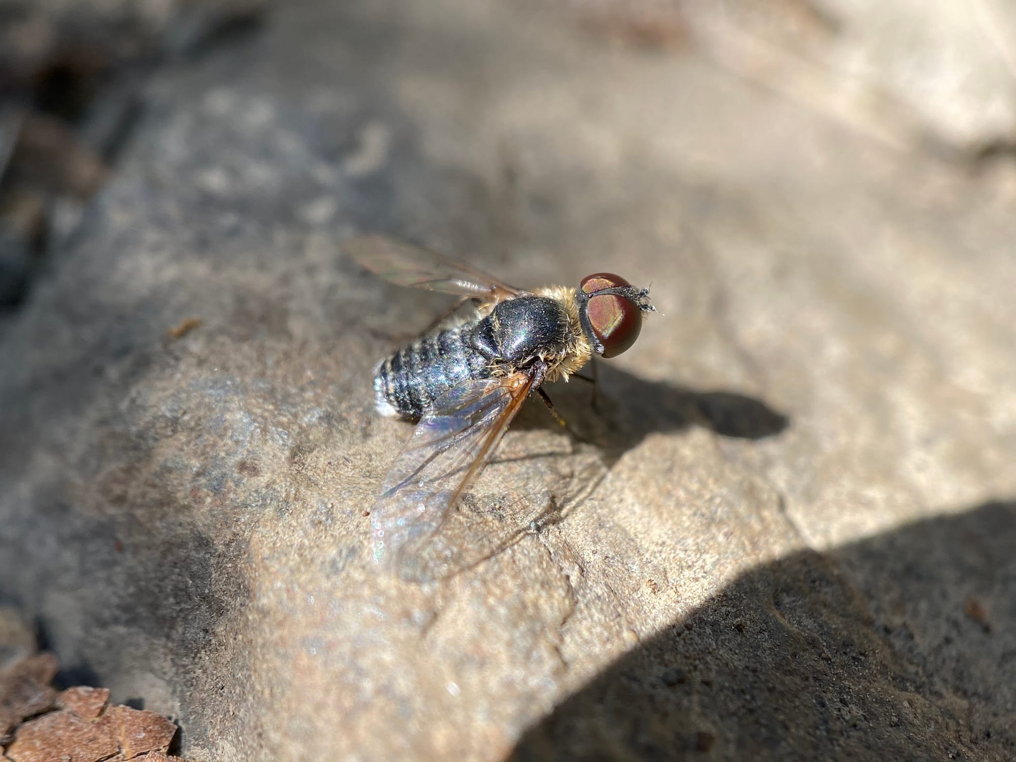 bee fly