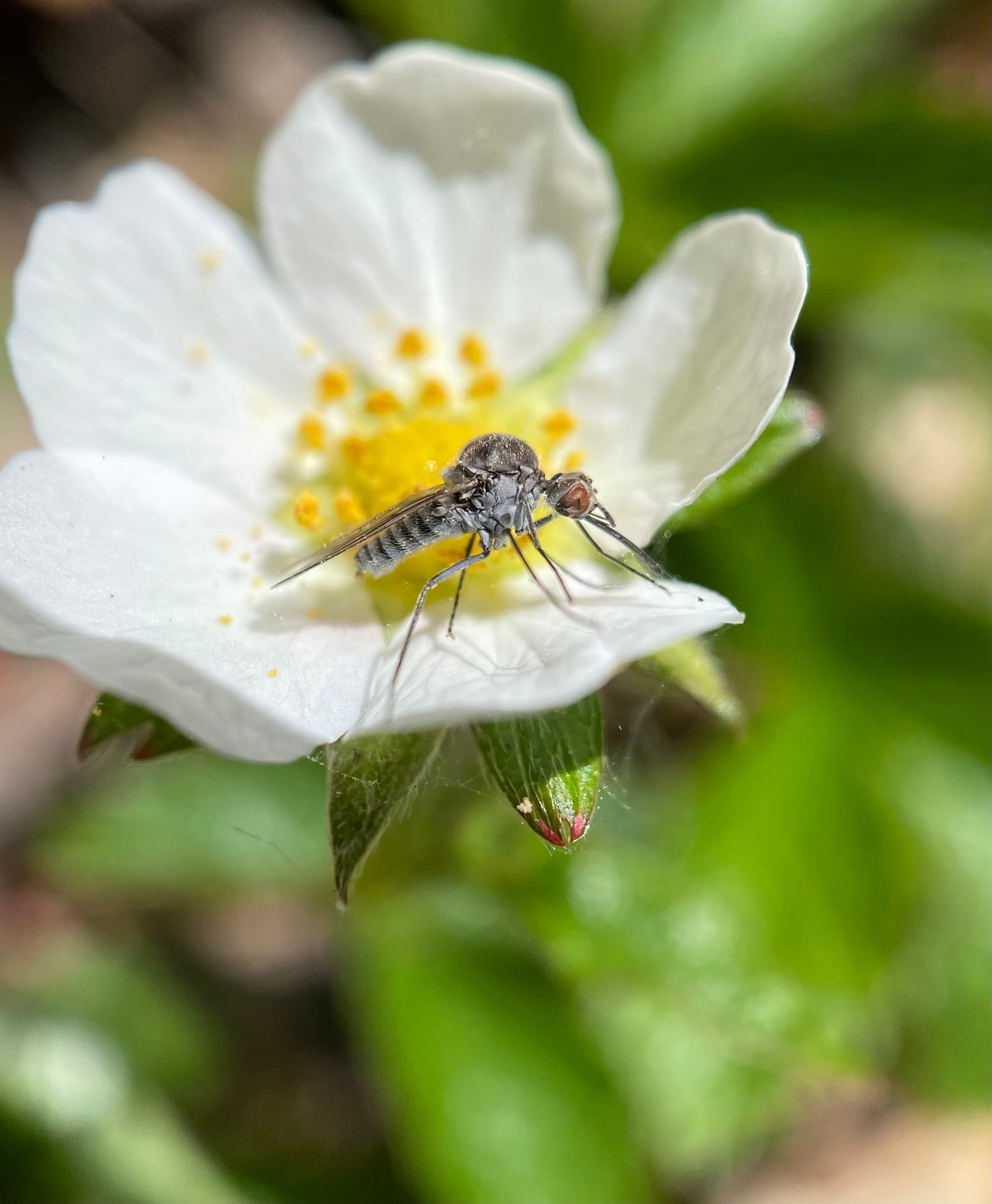 bee fly