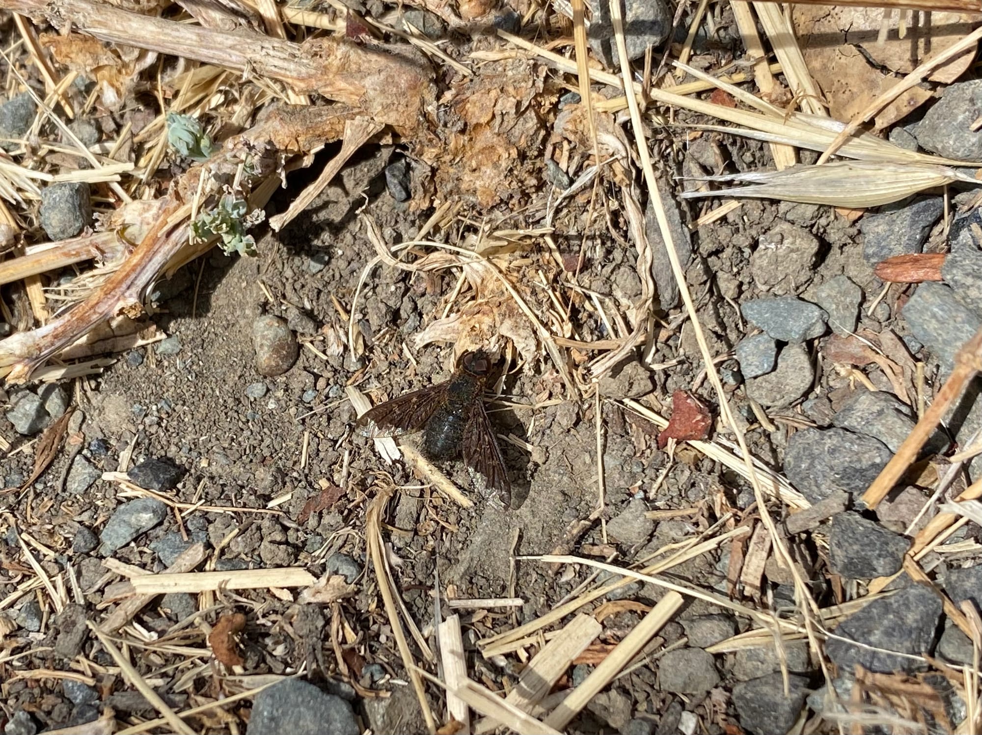 bee fly