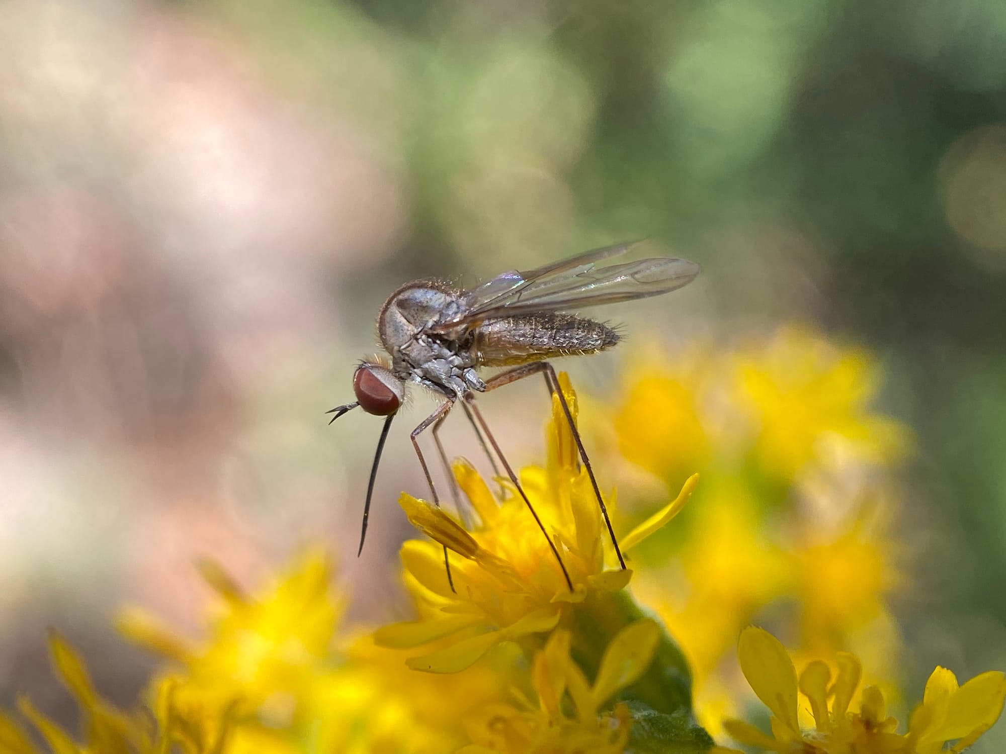 bee fly