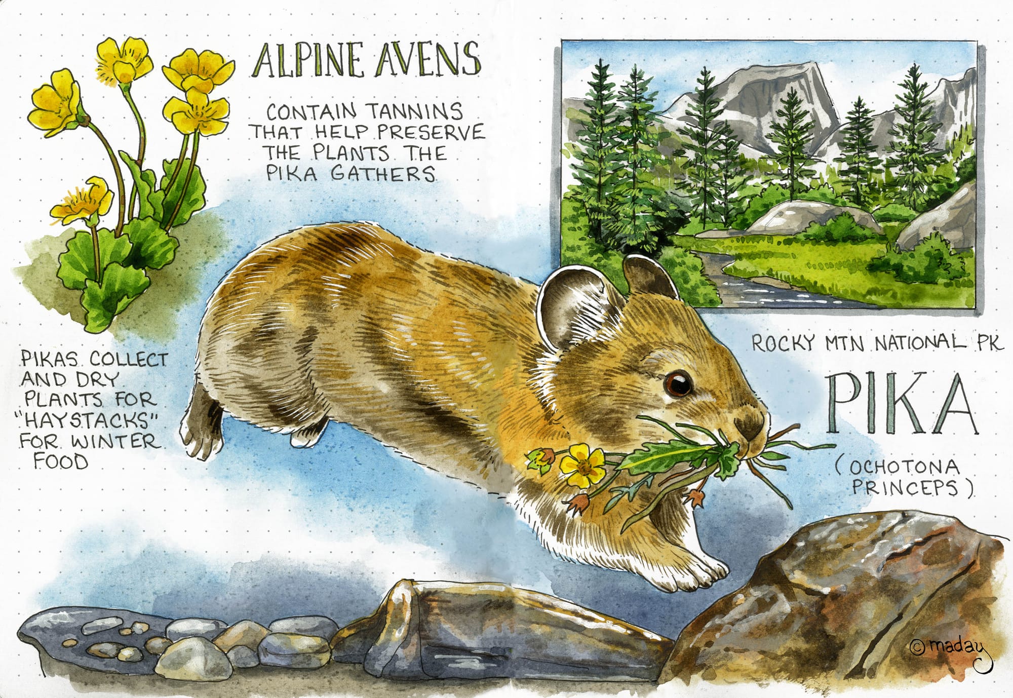pika illustration
