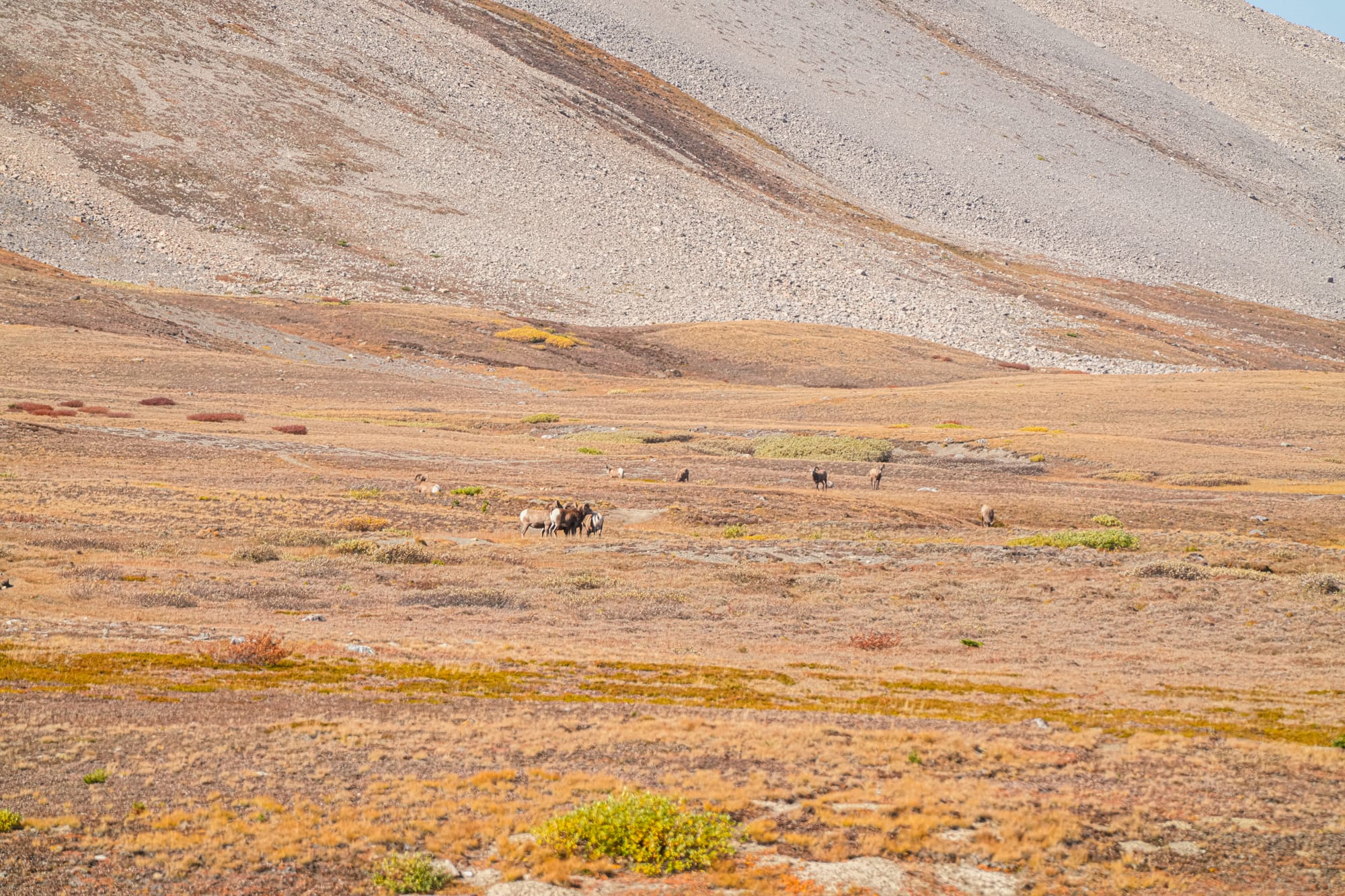 bighorn sheep