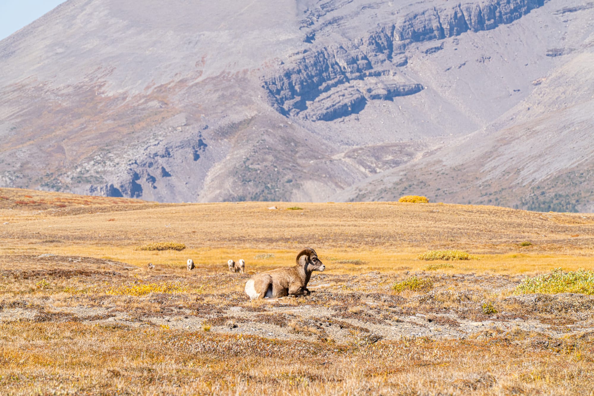 bighorn sheep