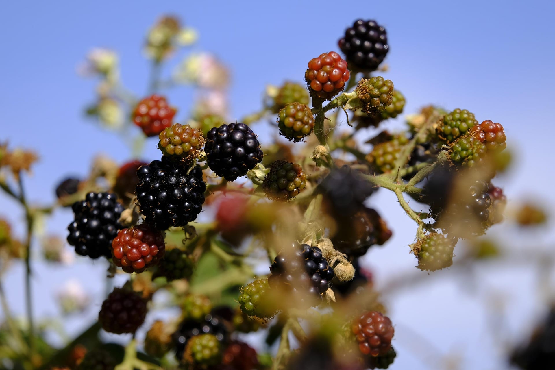 What is a Fruit?