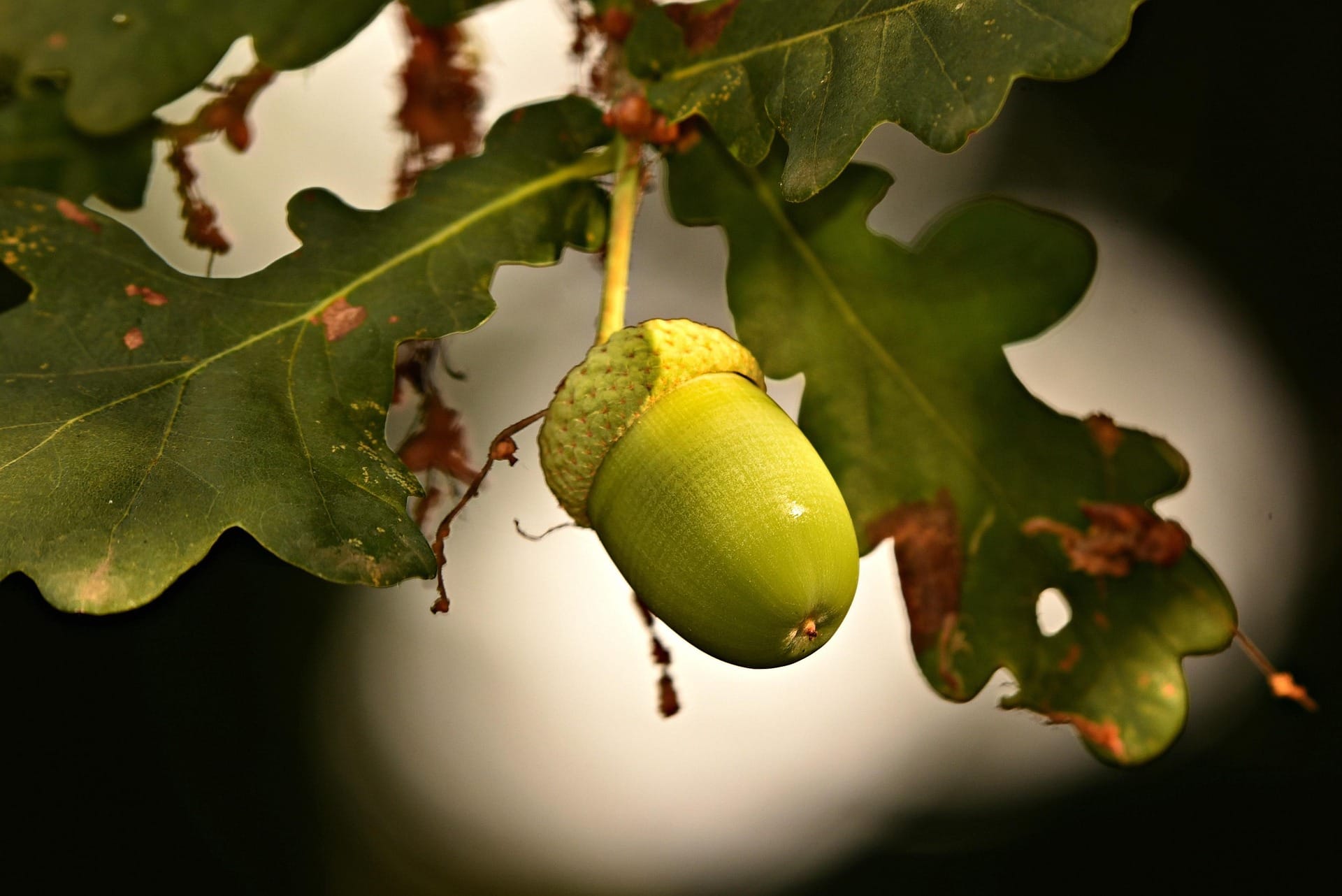 What is a Fruit?