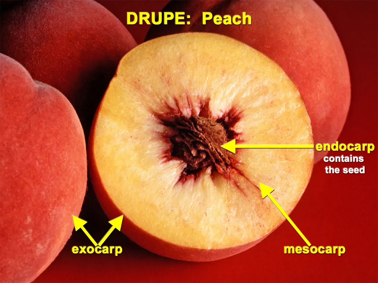 What is a Fruit?