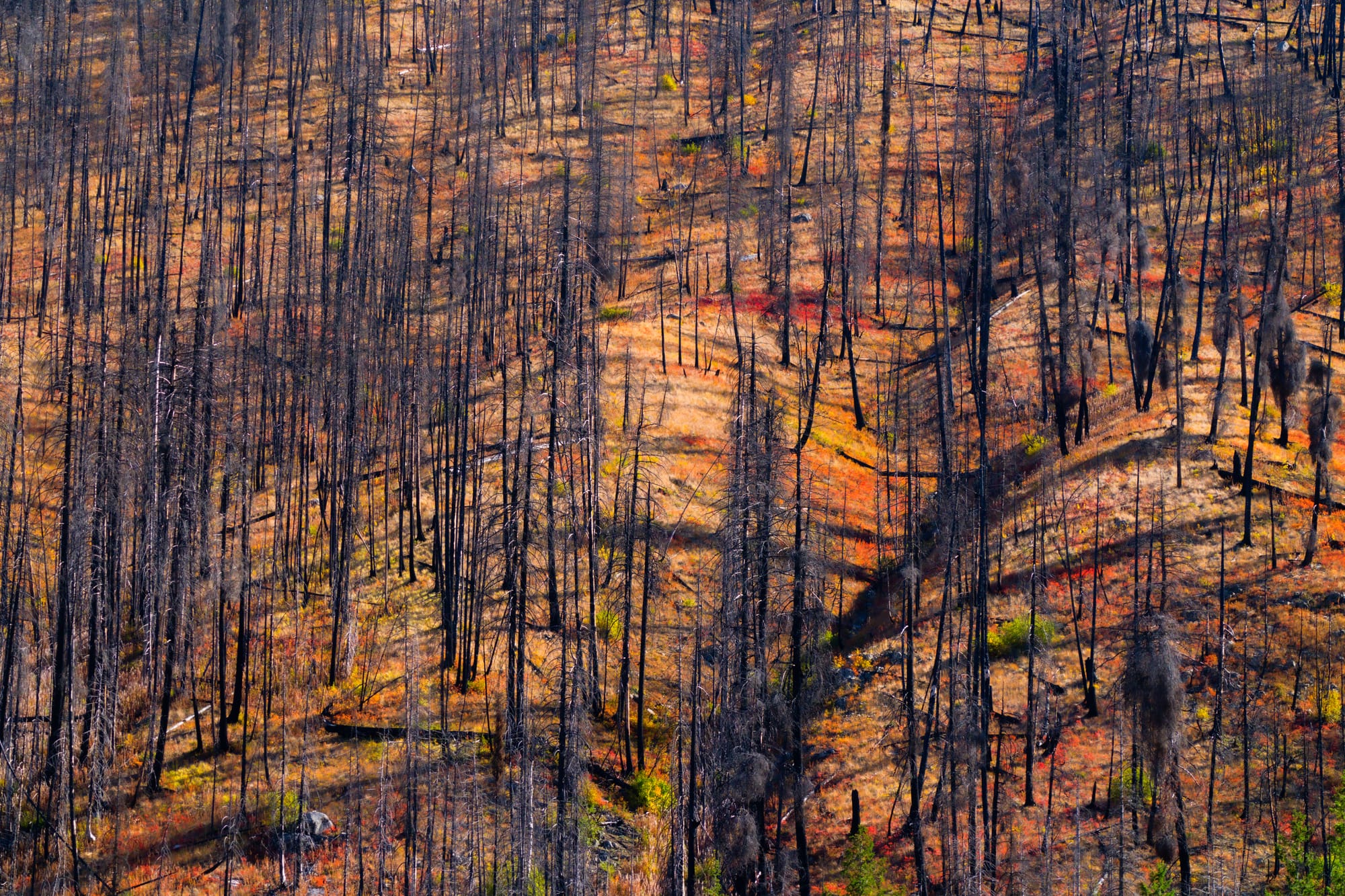 fall colors