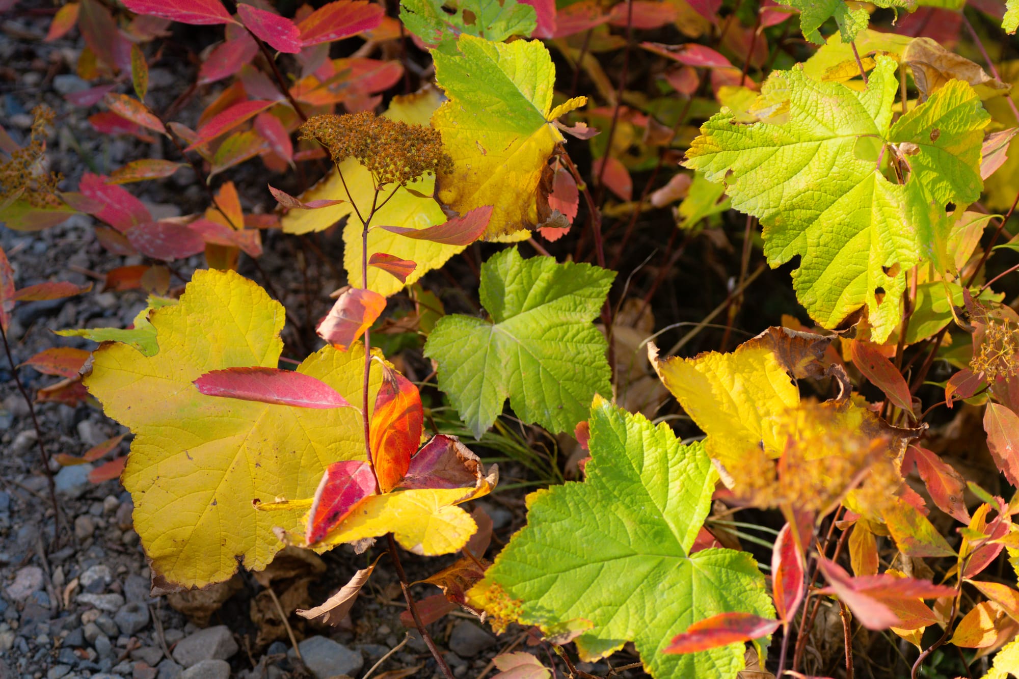 fall leaves
