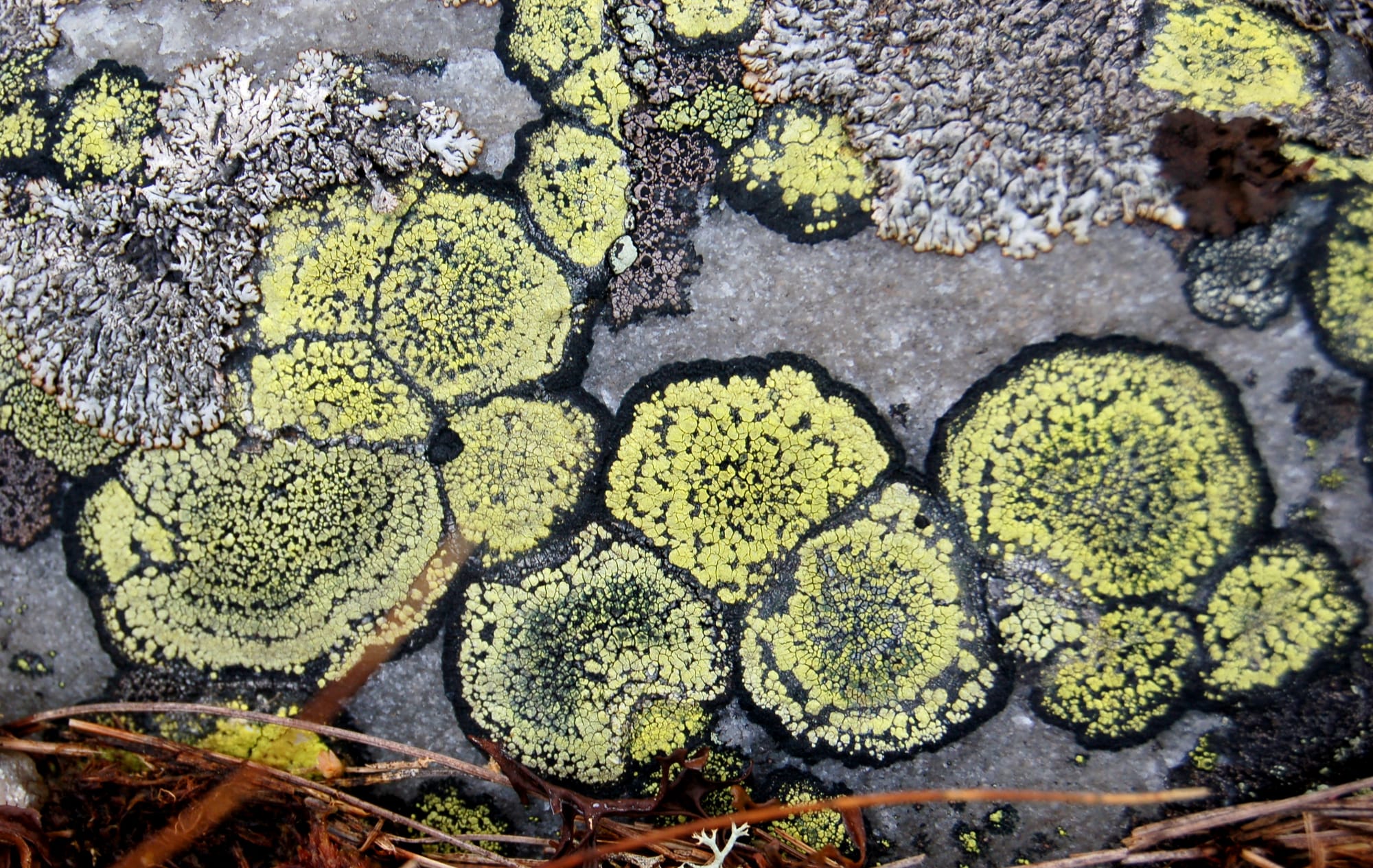 Dating Lichens