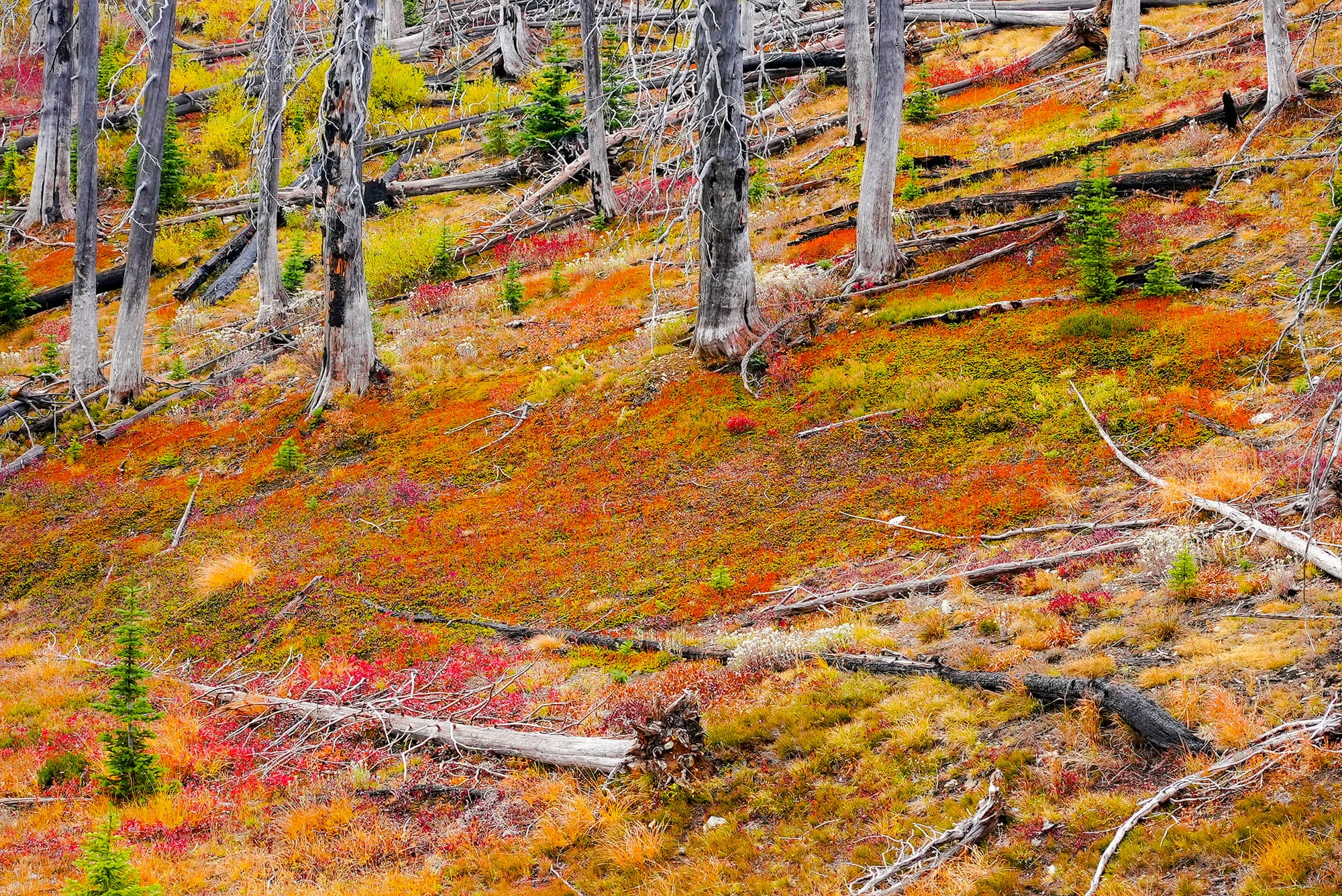 fall colors