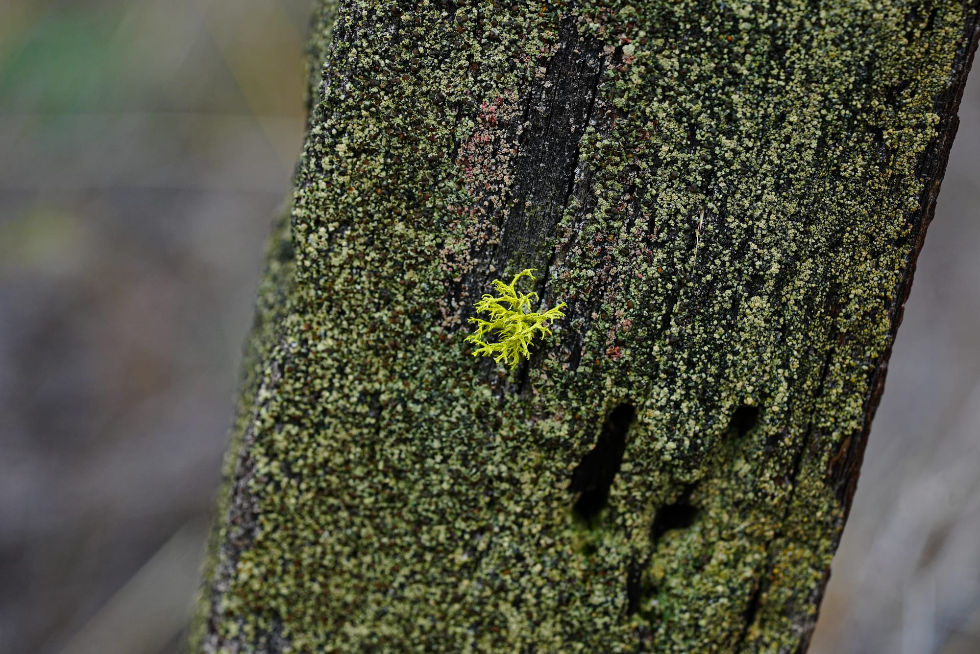 Dating Lichens