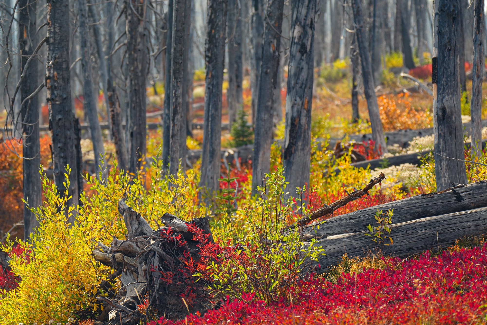 fall colors