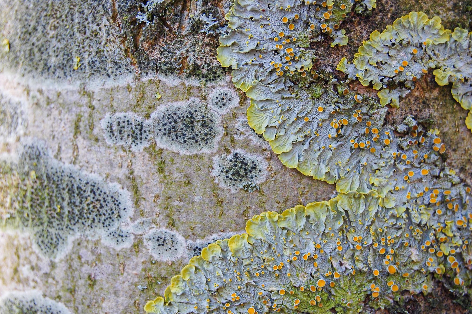 Dating Lichens