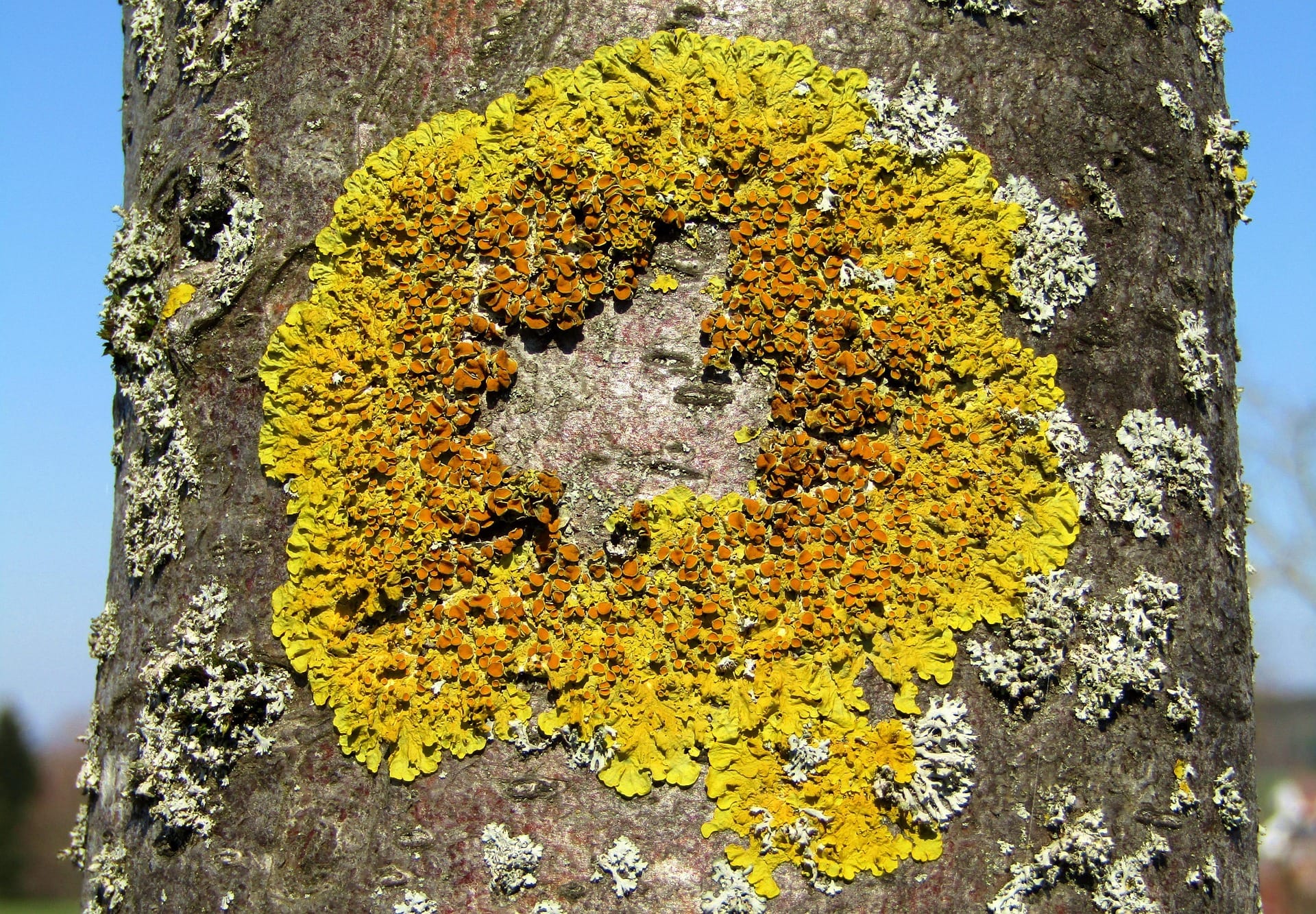 Dating Lichens