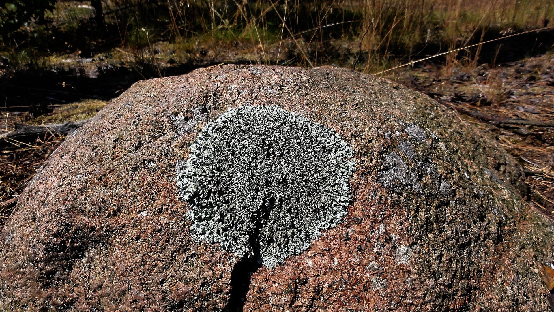 Dating Lichens