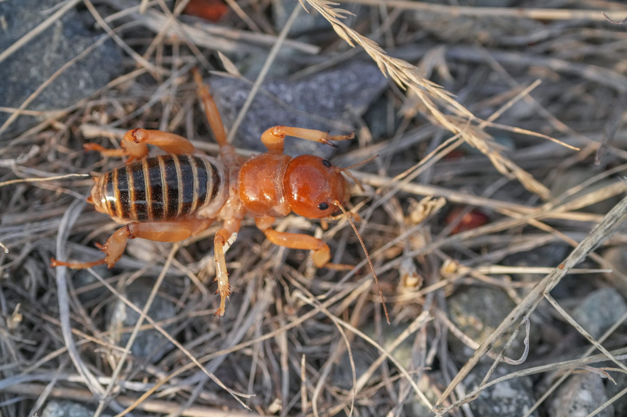 Jerusalem cricket