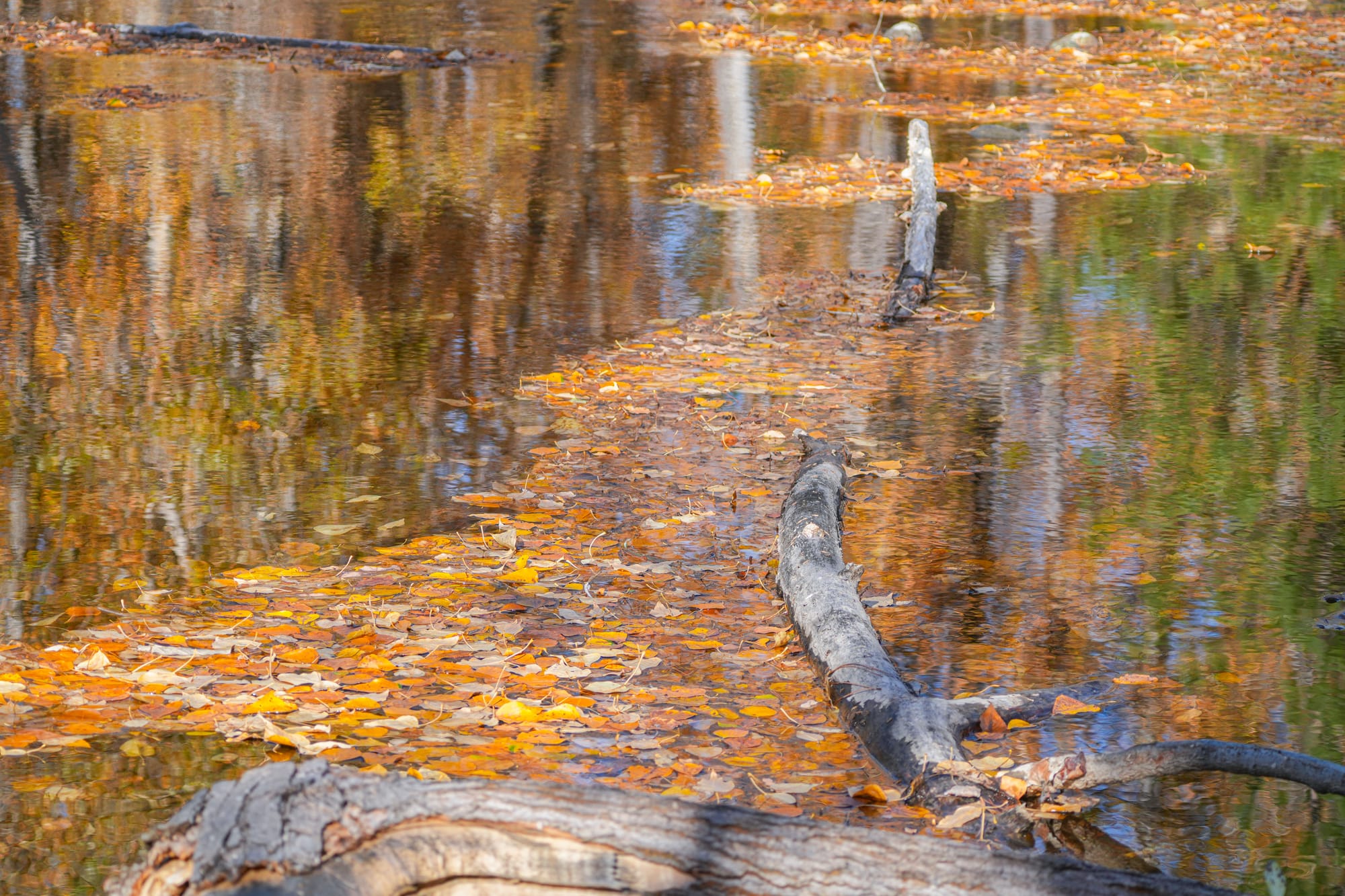leaves in water
