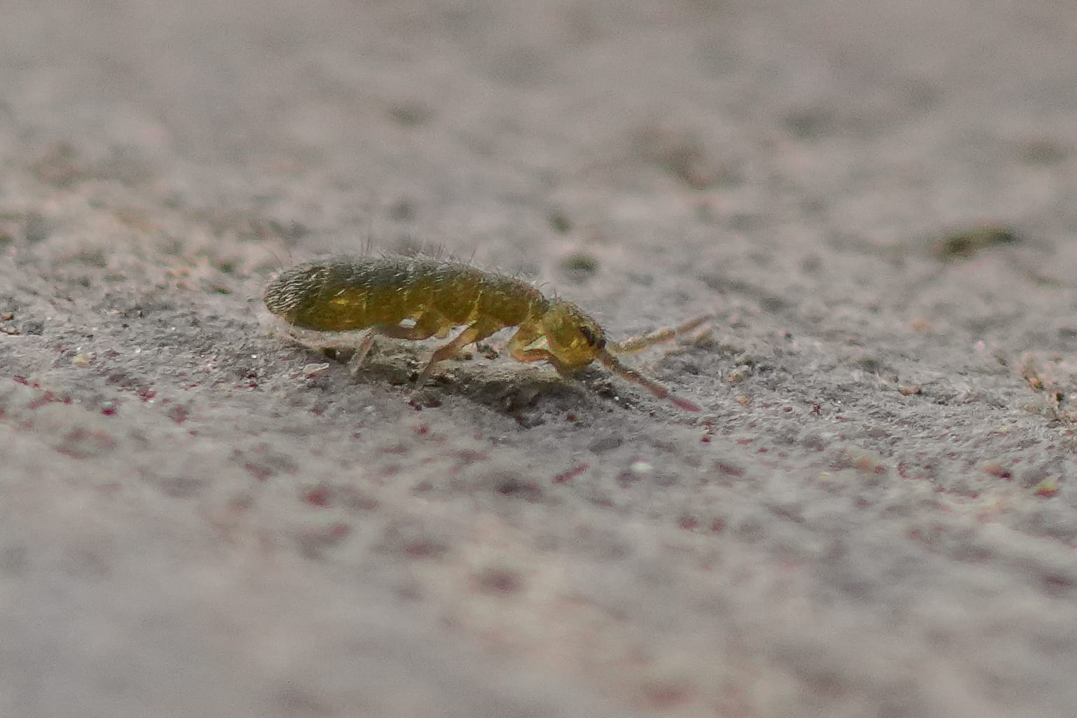 springtail