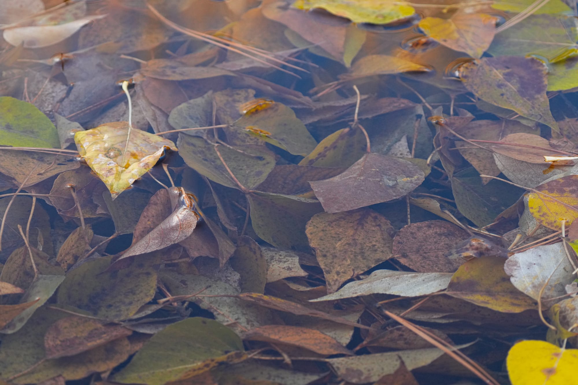 leaves in water