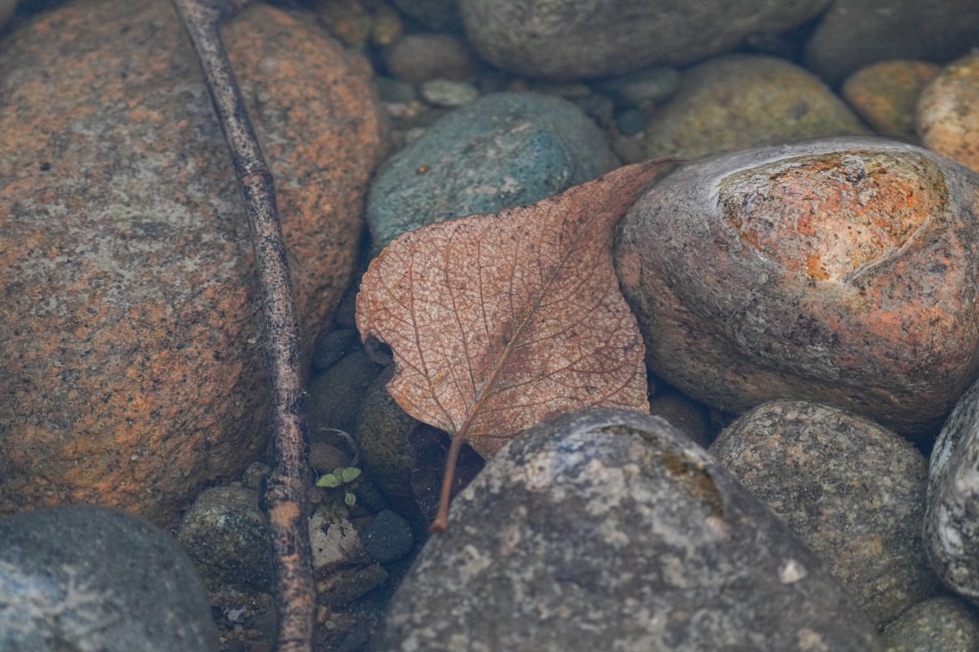 leaf in water