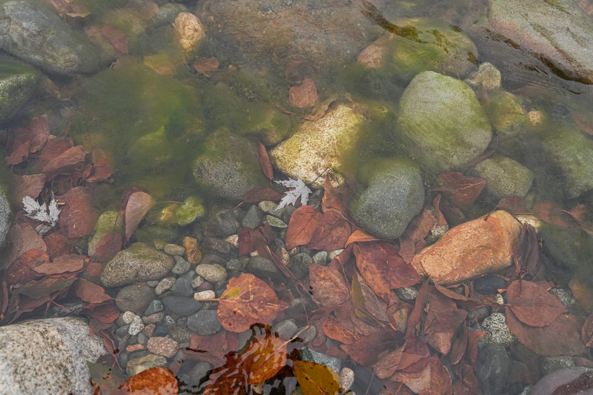 leaves in stream