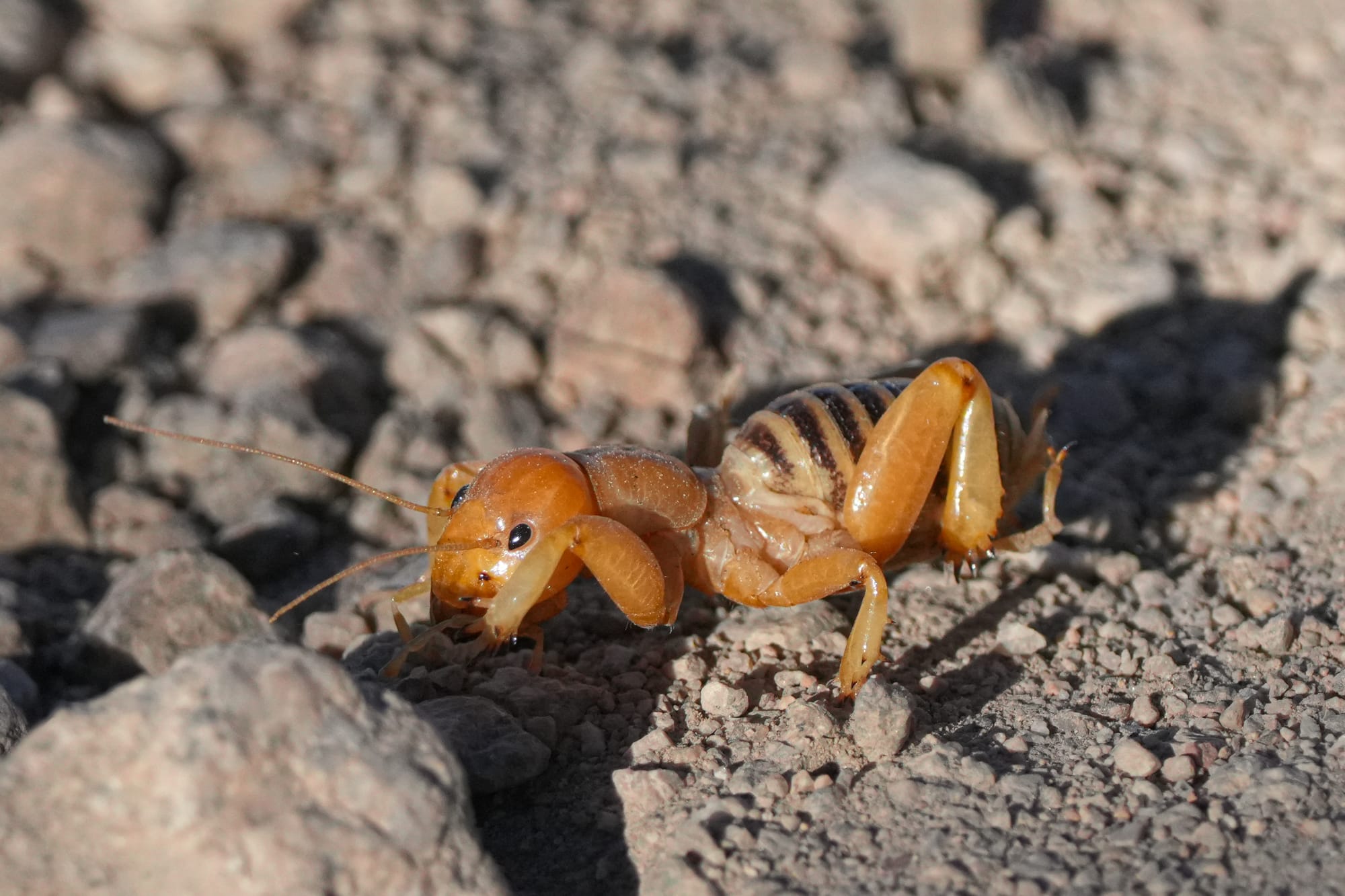Jerusalem cricket