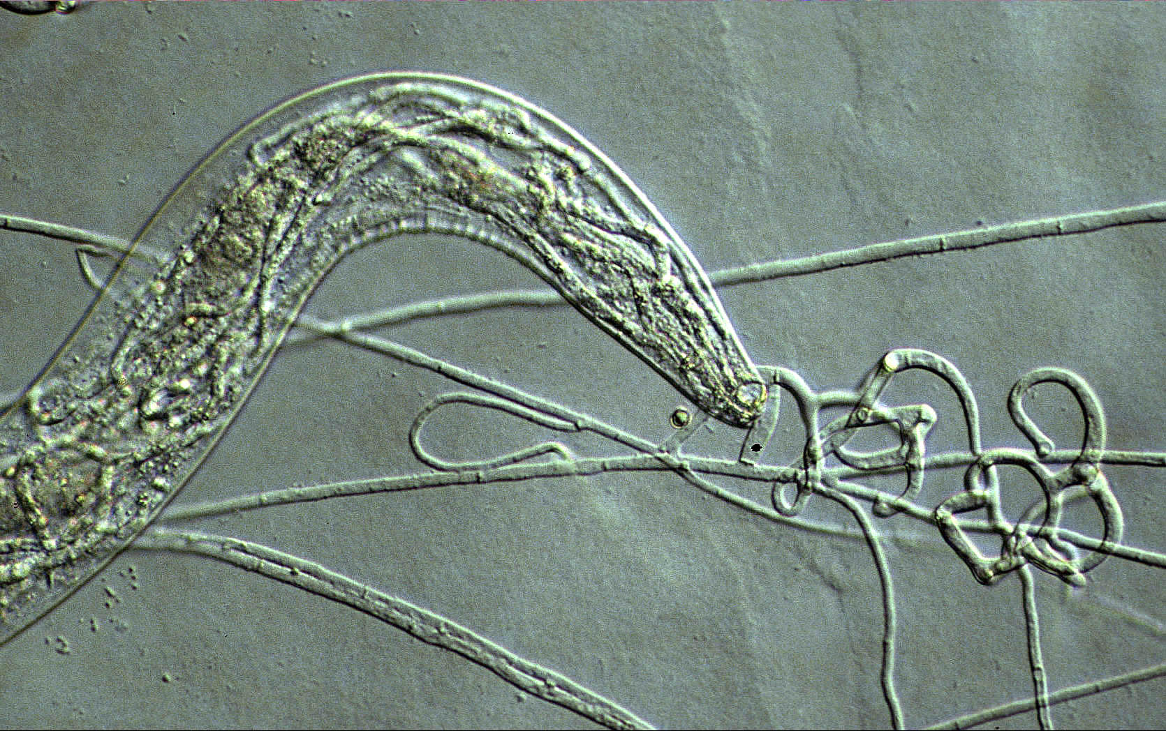 nematode