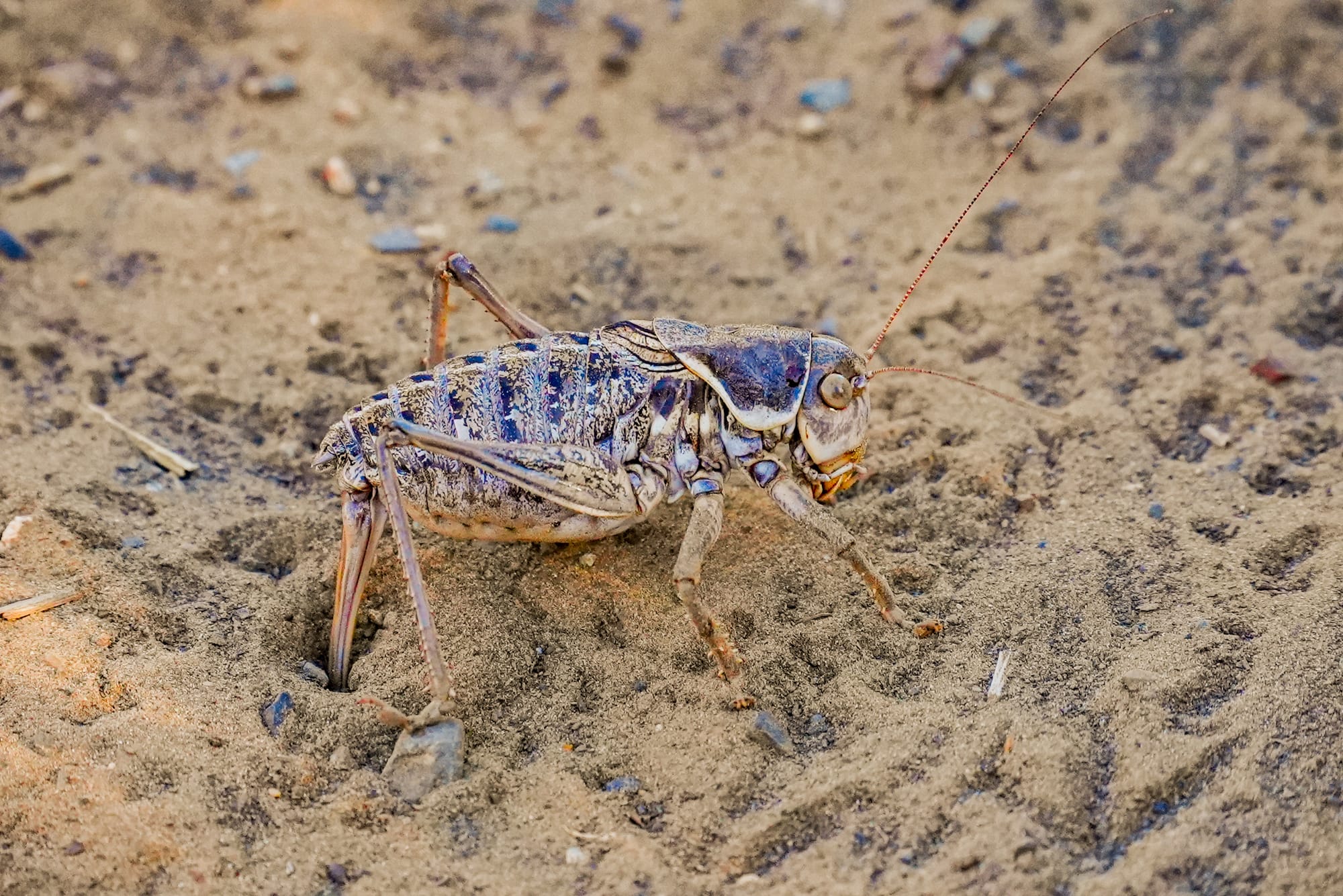 Mormon cricket
