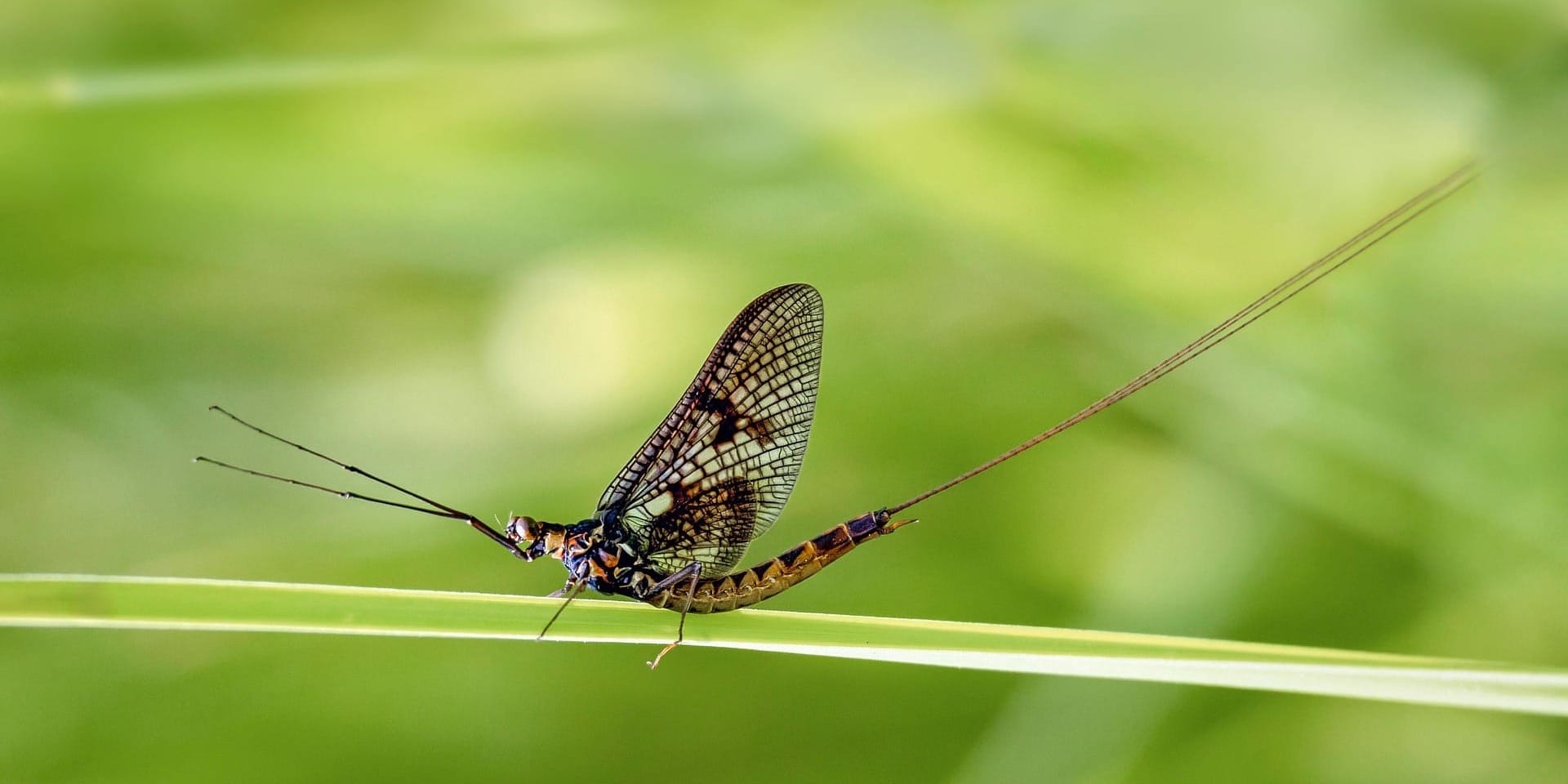 mayfly