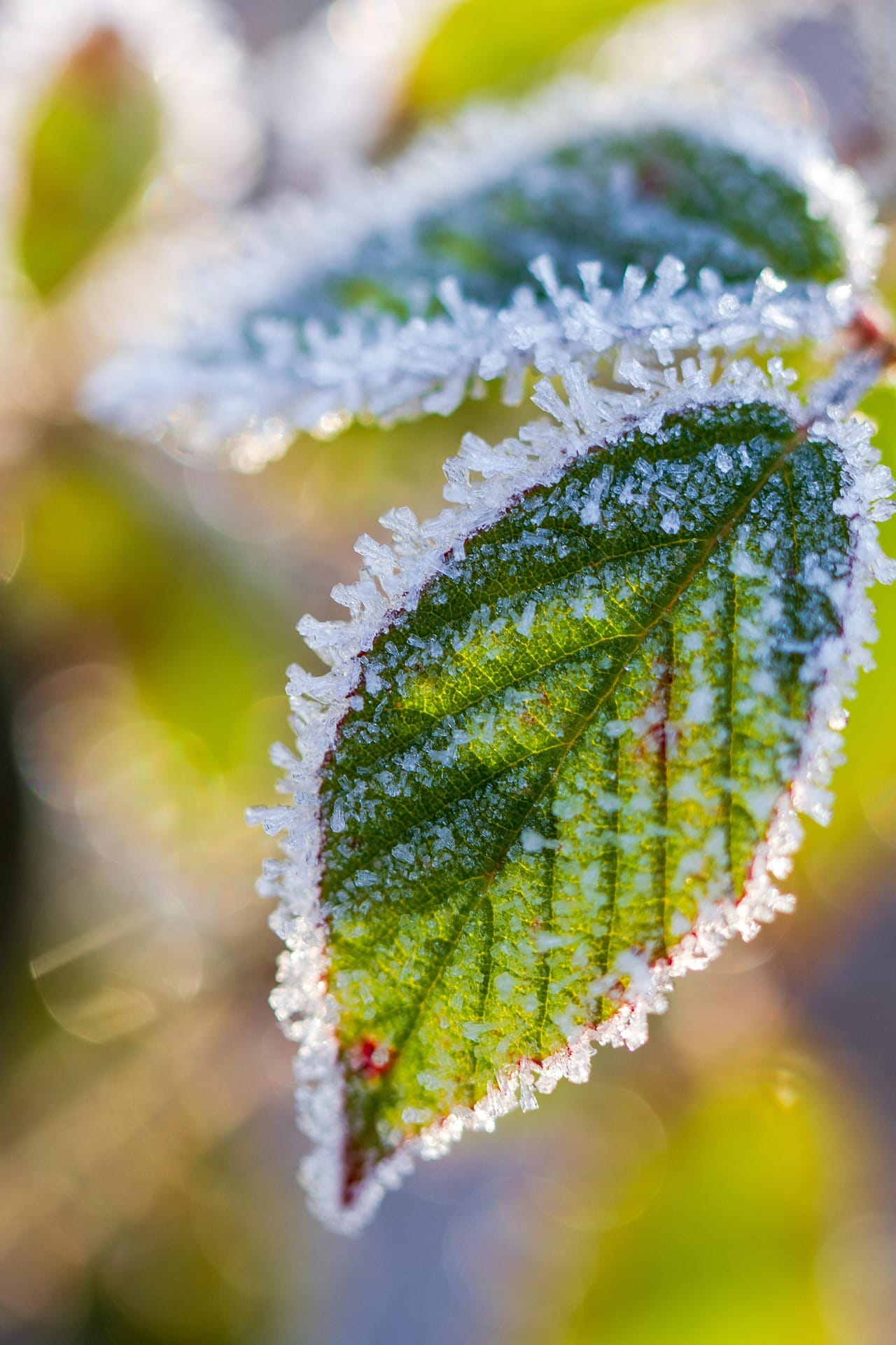 ice on leaf