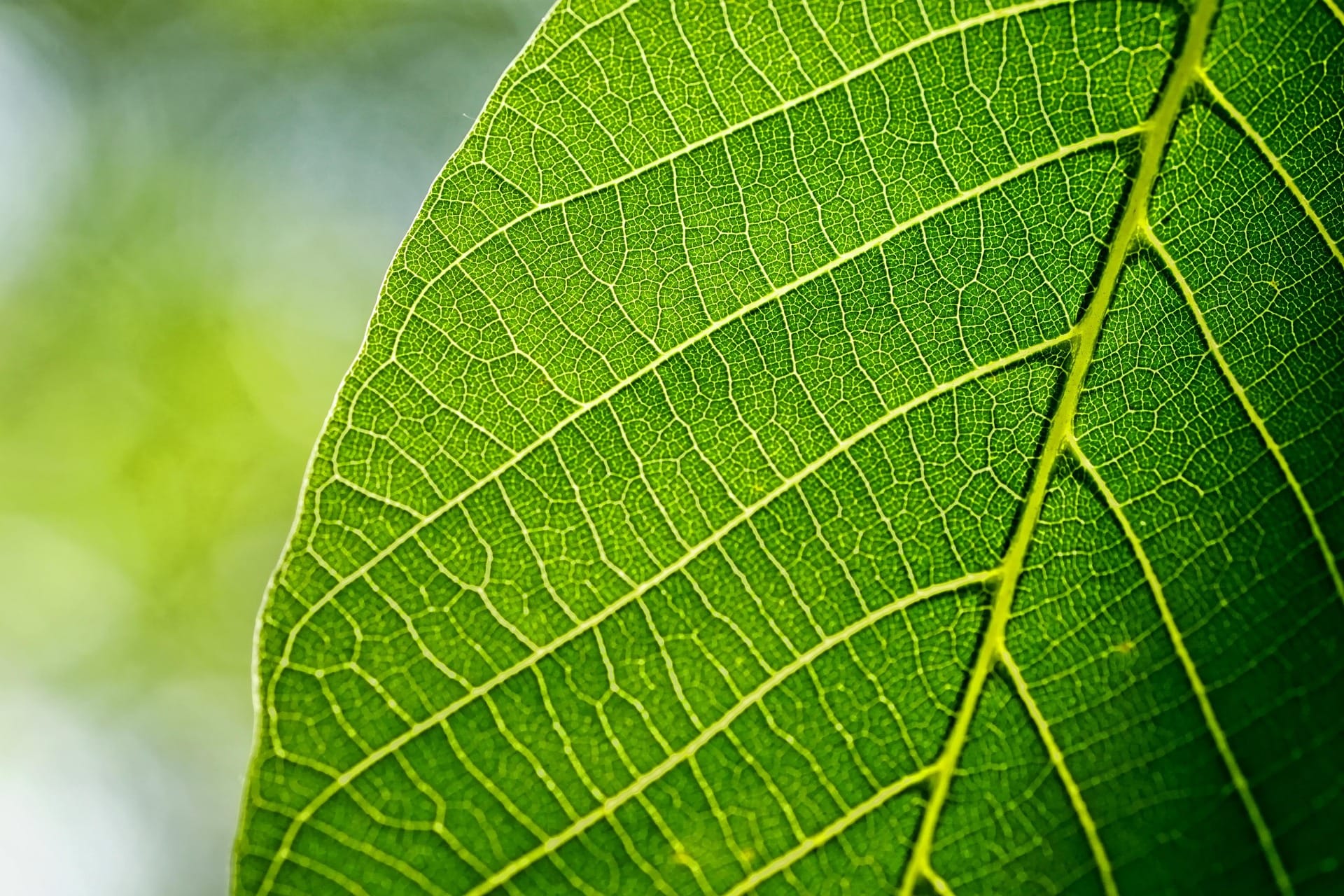 leaf