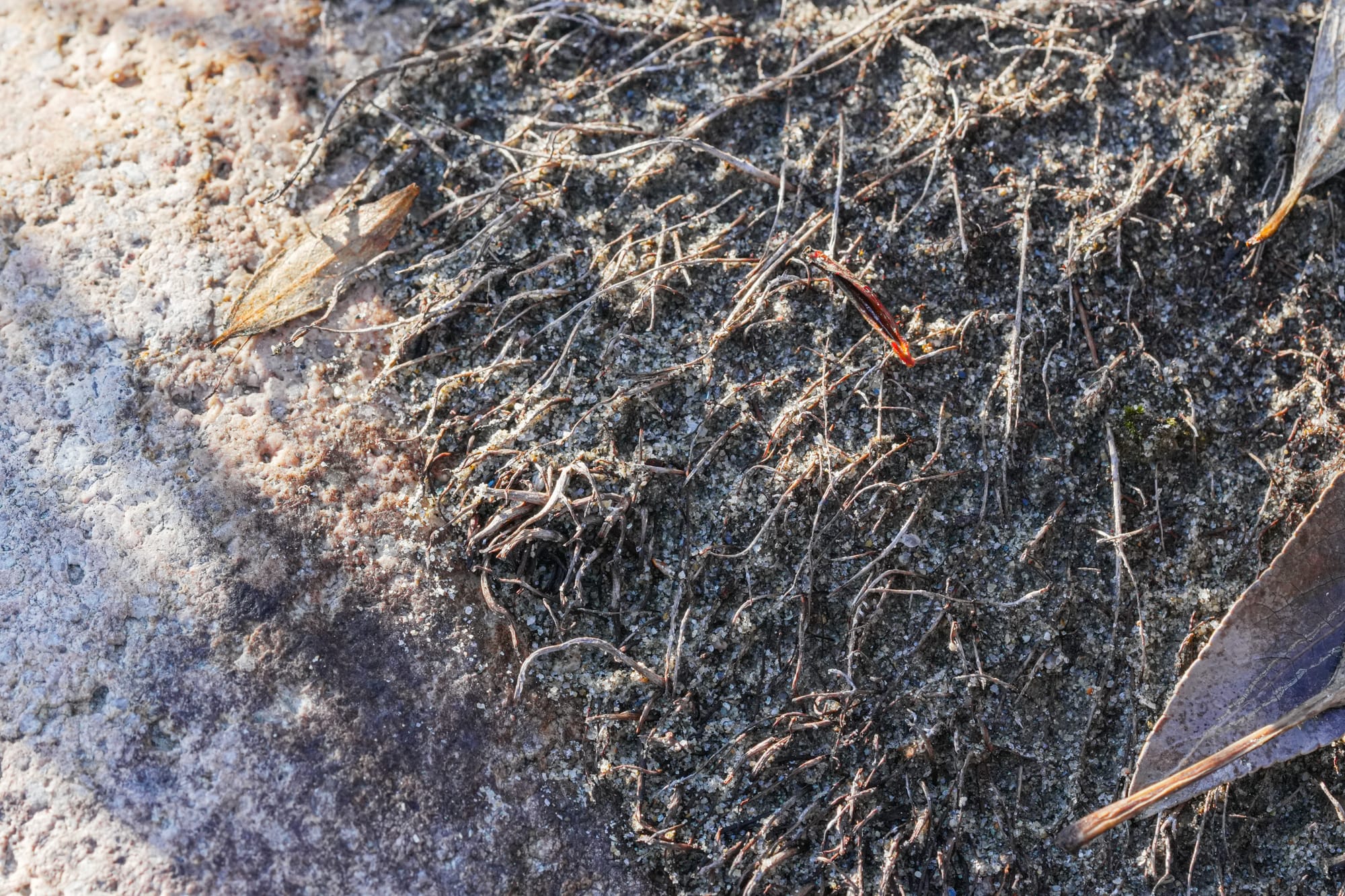 roots on rock