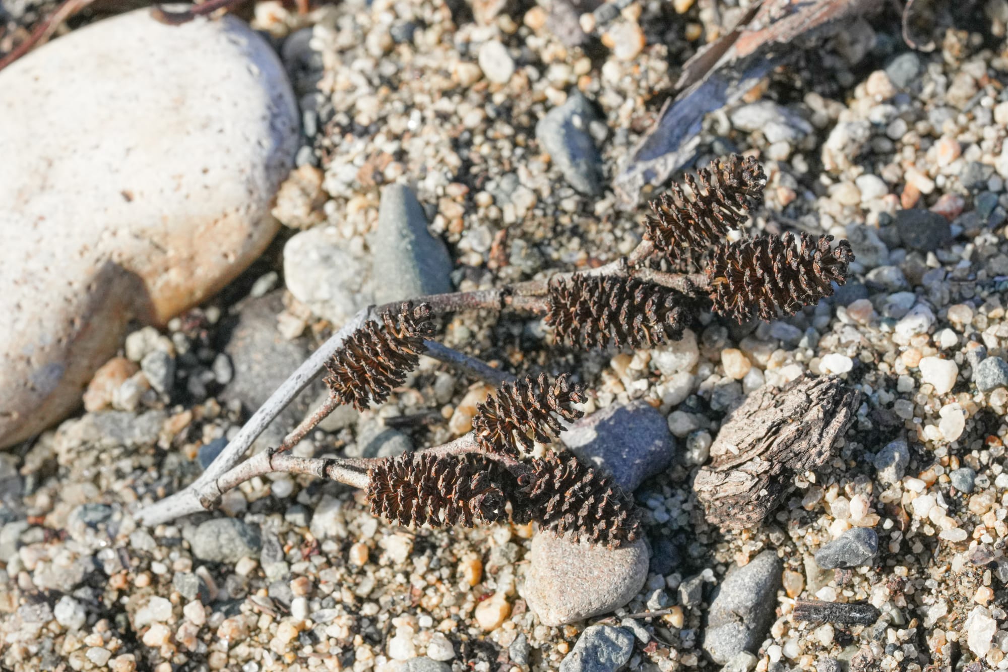 alder cones