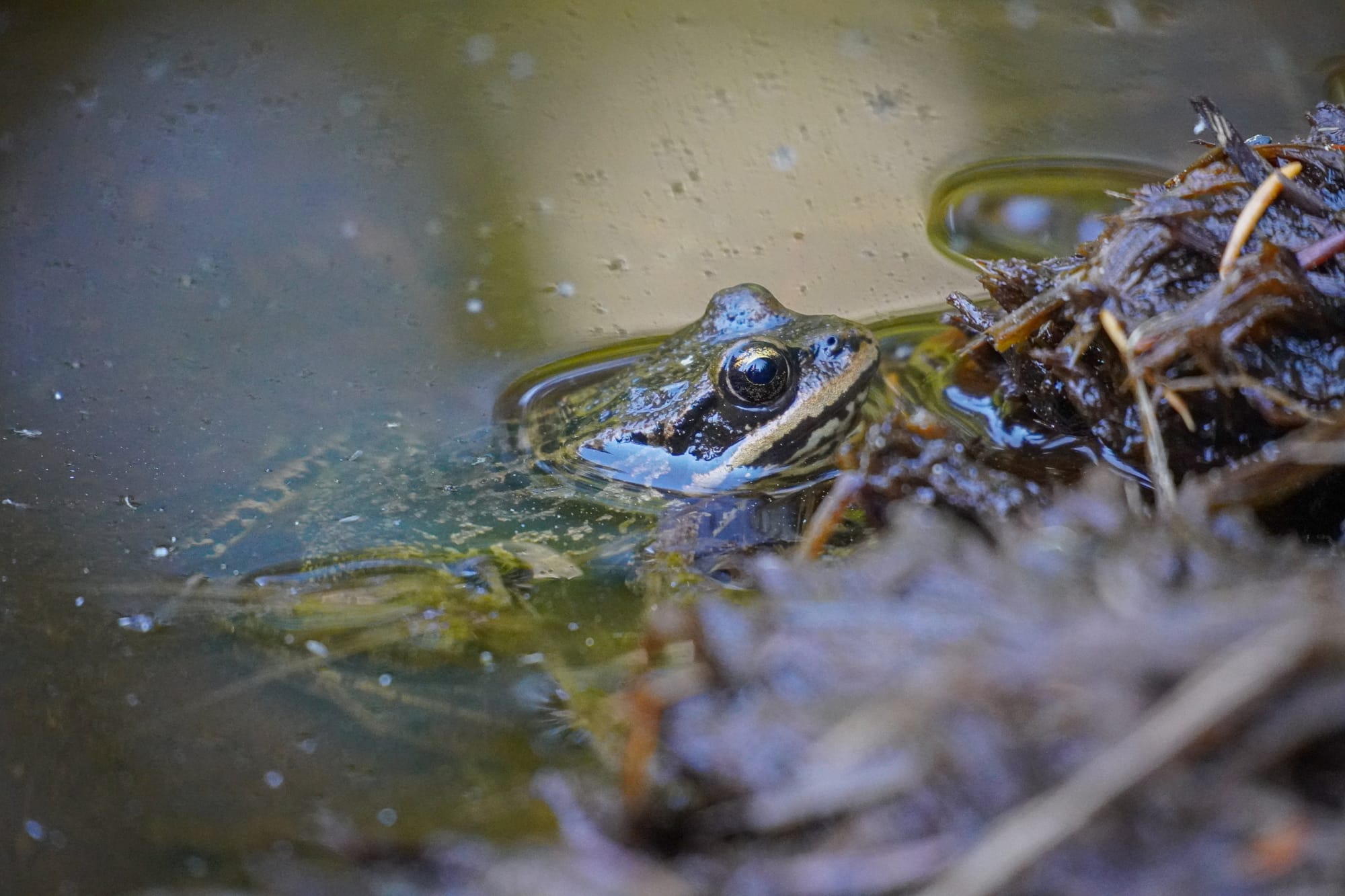 frog in water