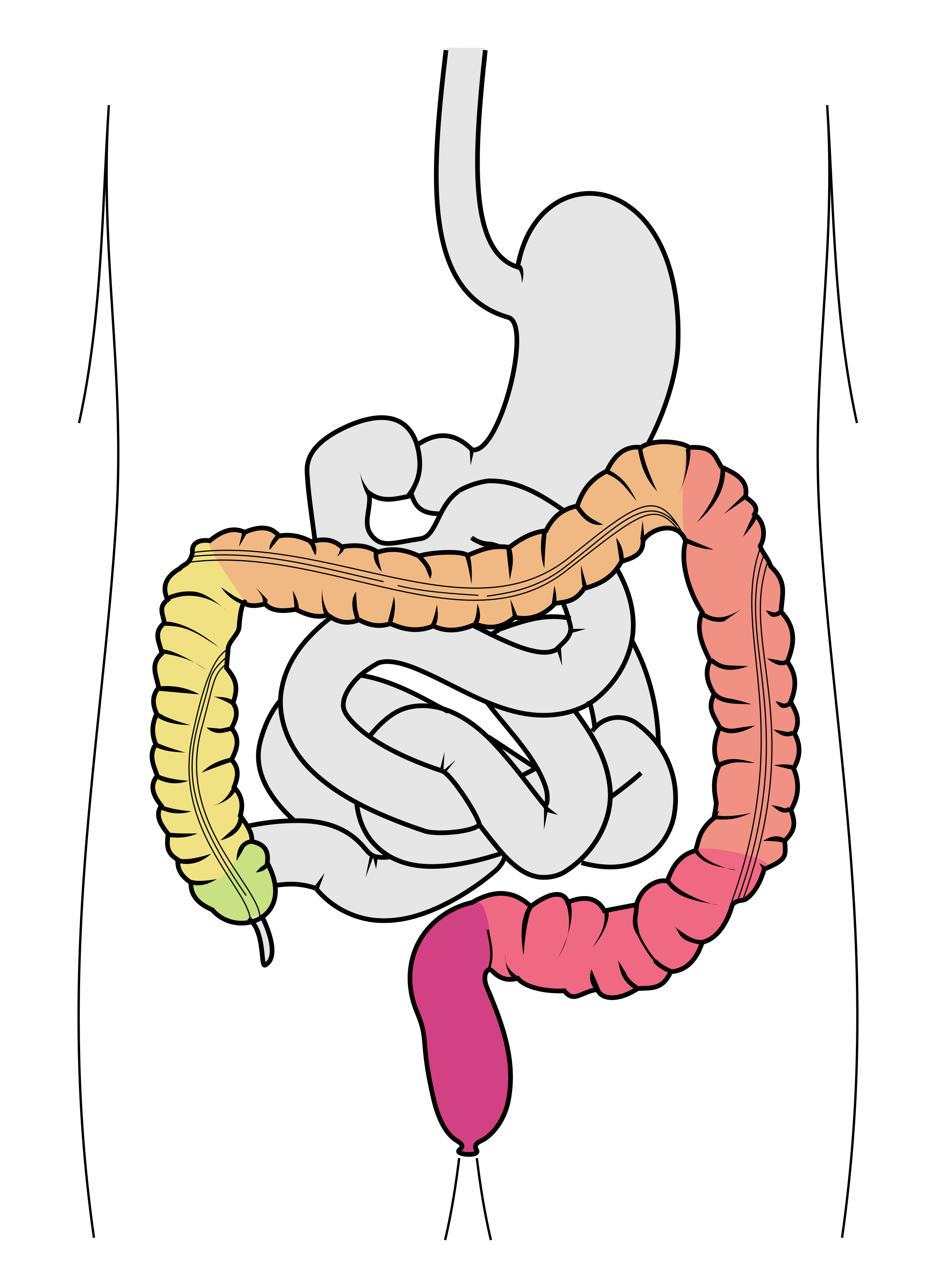 large intestine