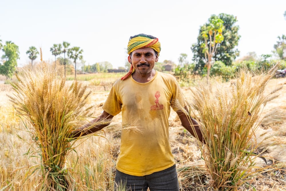farmer holding wheat